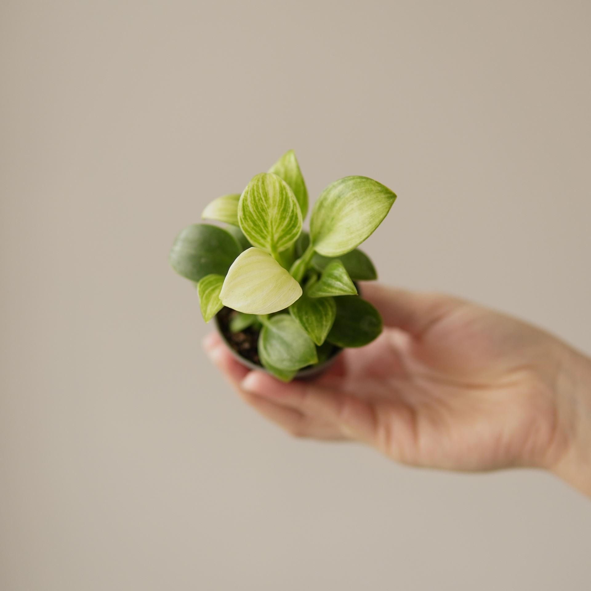 PHILODENDRON WHITE MEASURE