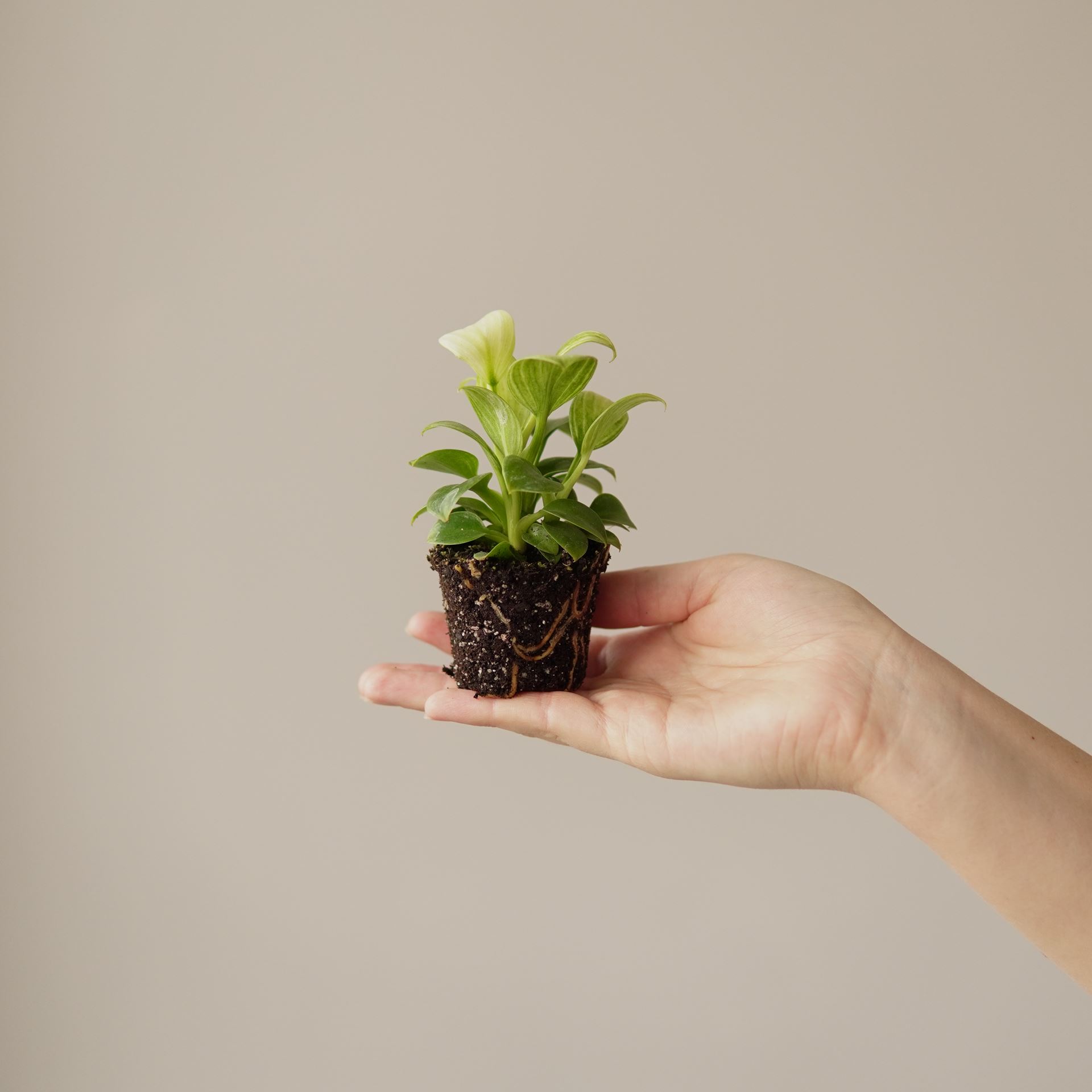 PHILODENDRON WHITE MEASURE