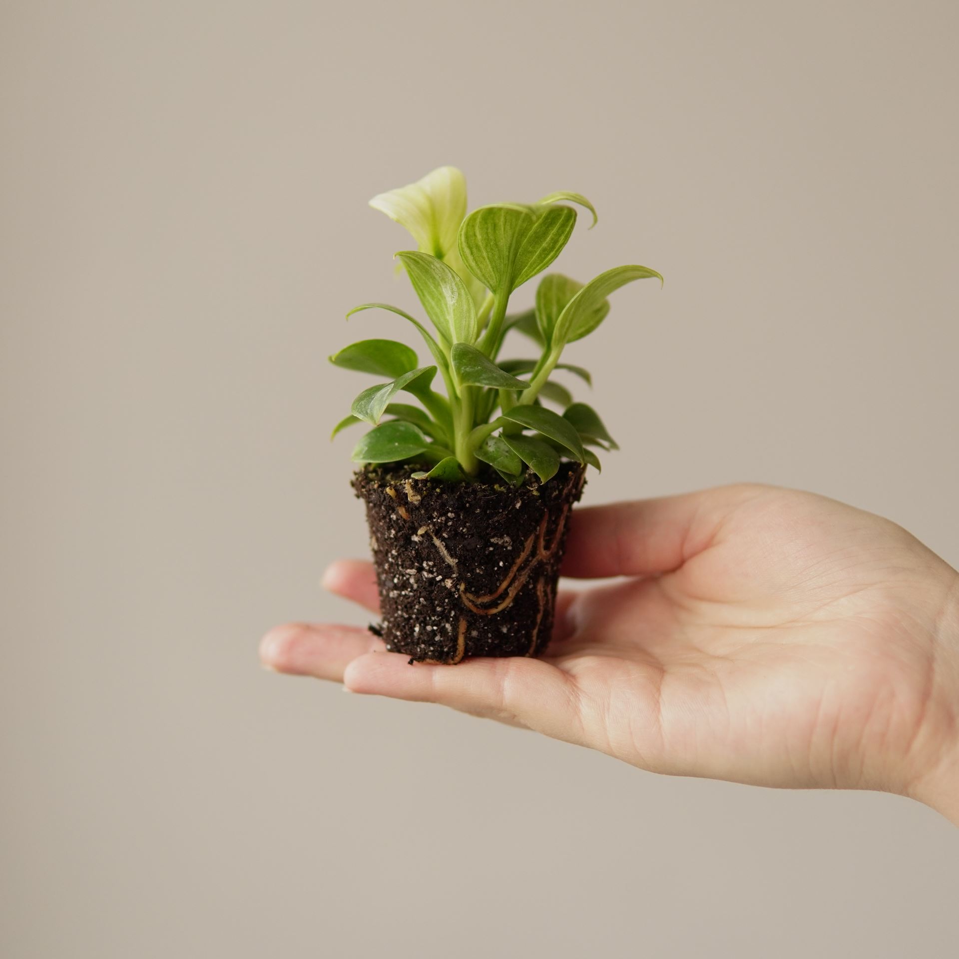 PHILODENDRON WHITE MEASURE