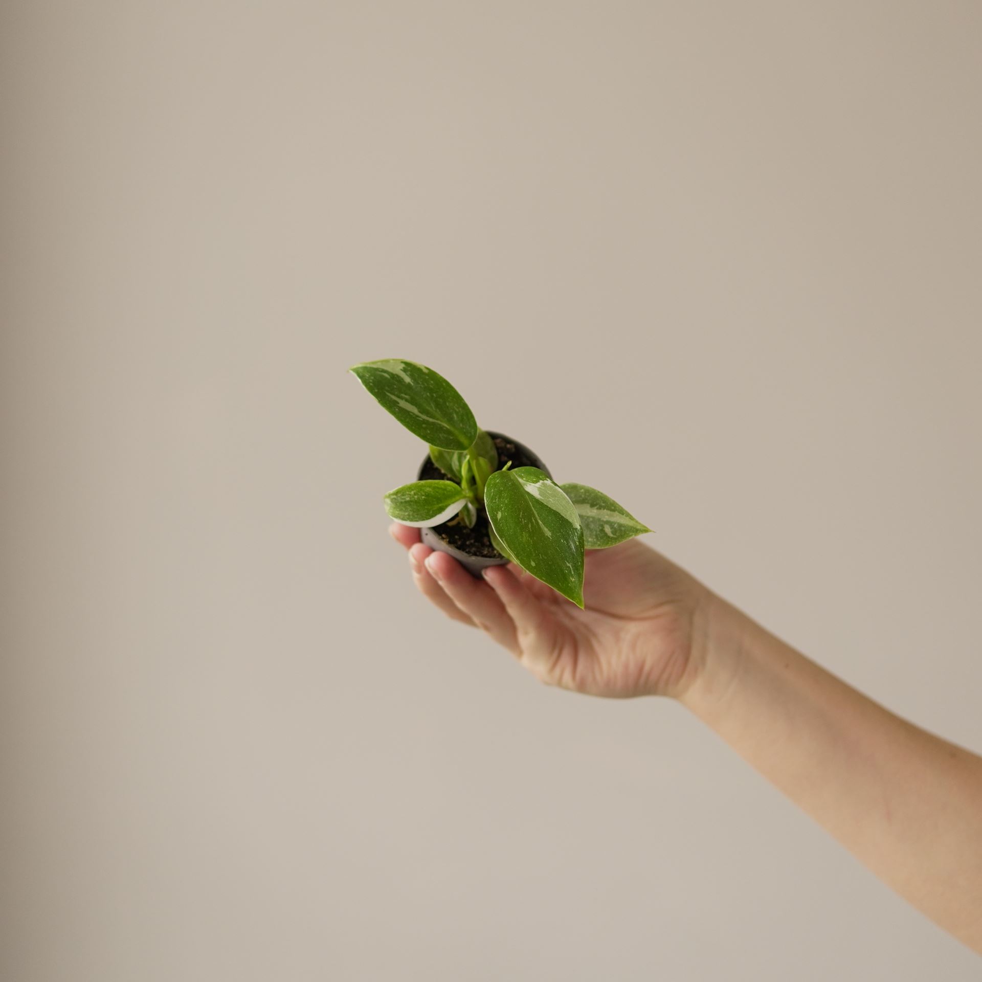 PHILODENDRON WHITE PRINCESS