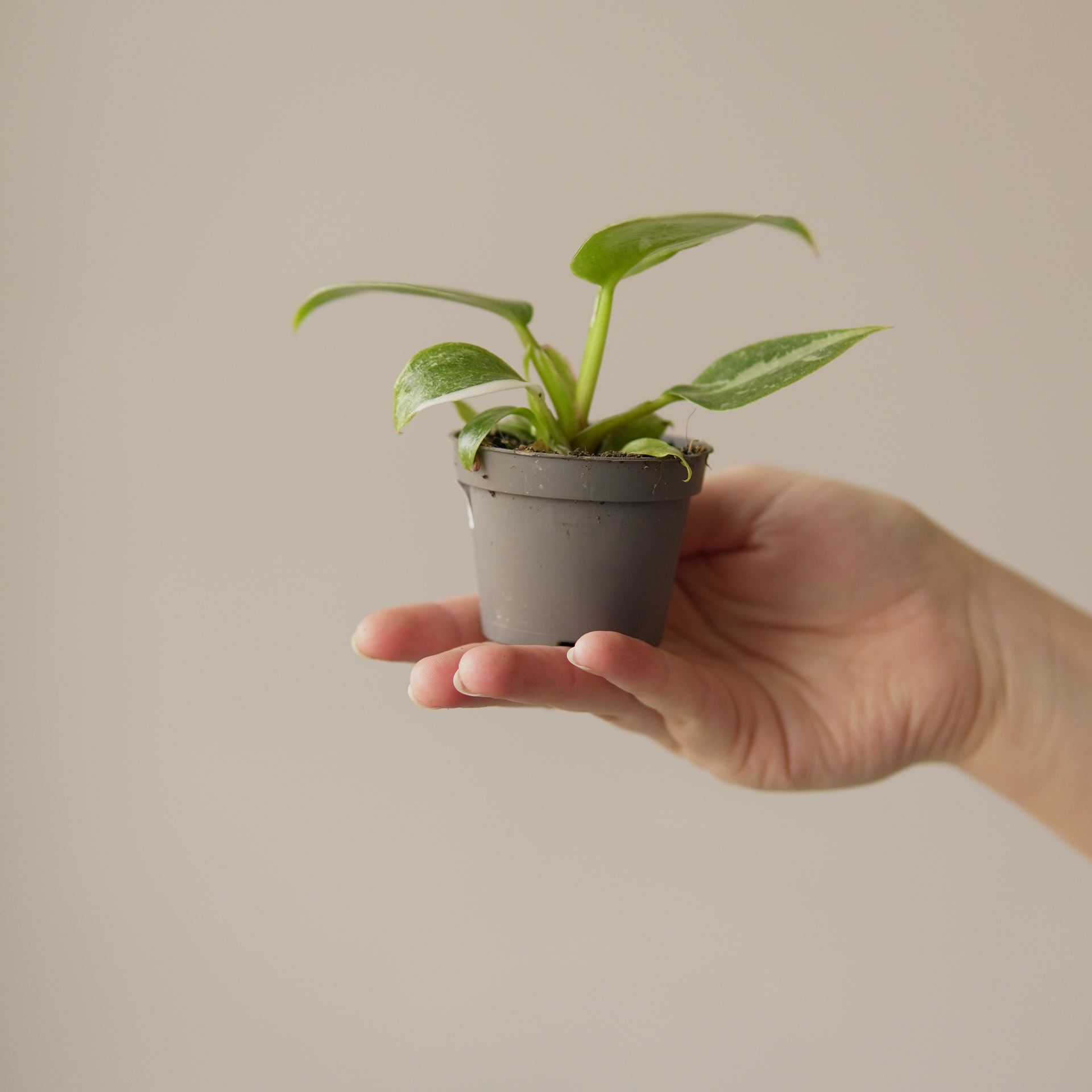 PHILODENDRON WHITE PRINCESS