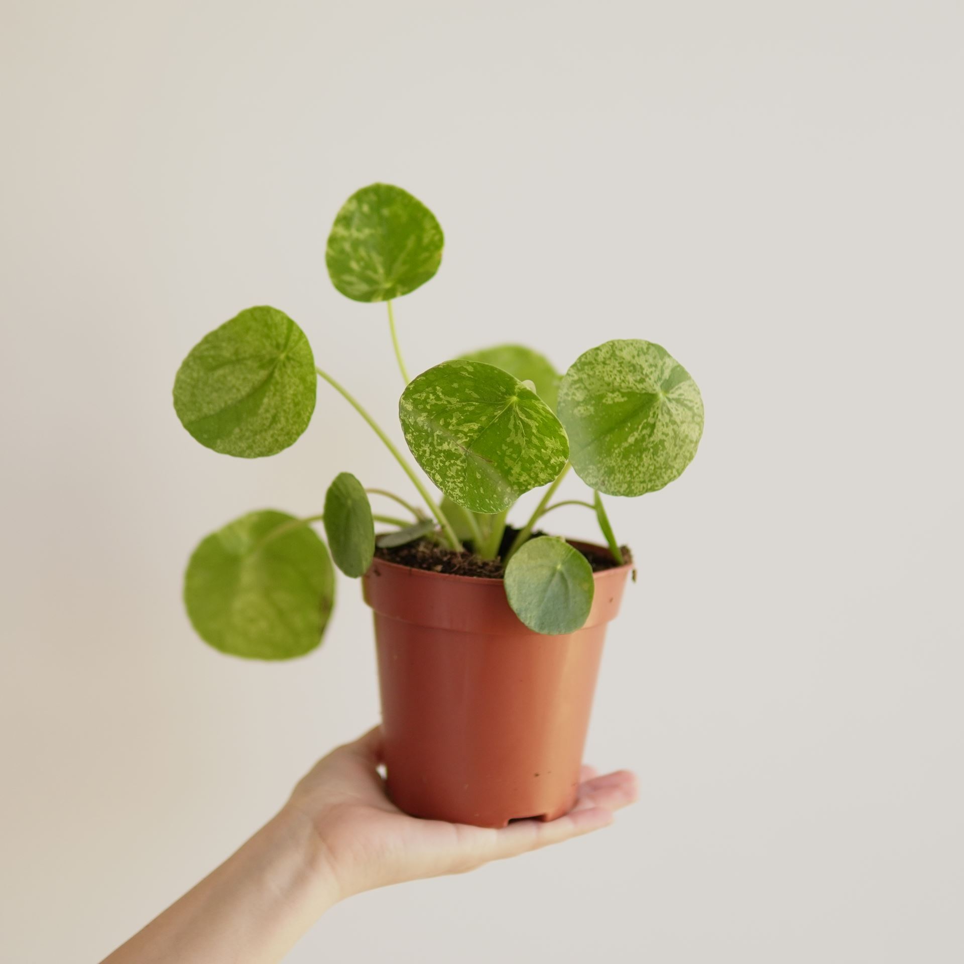Pilea Peperomioides mojito