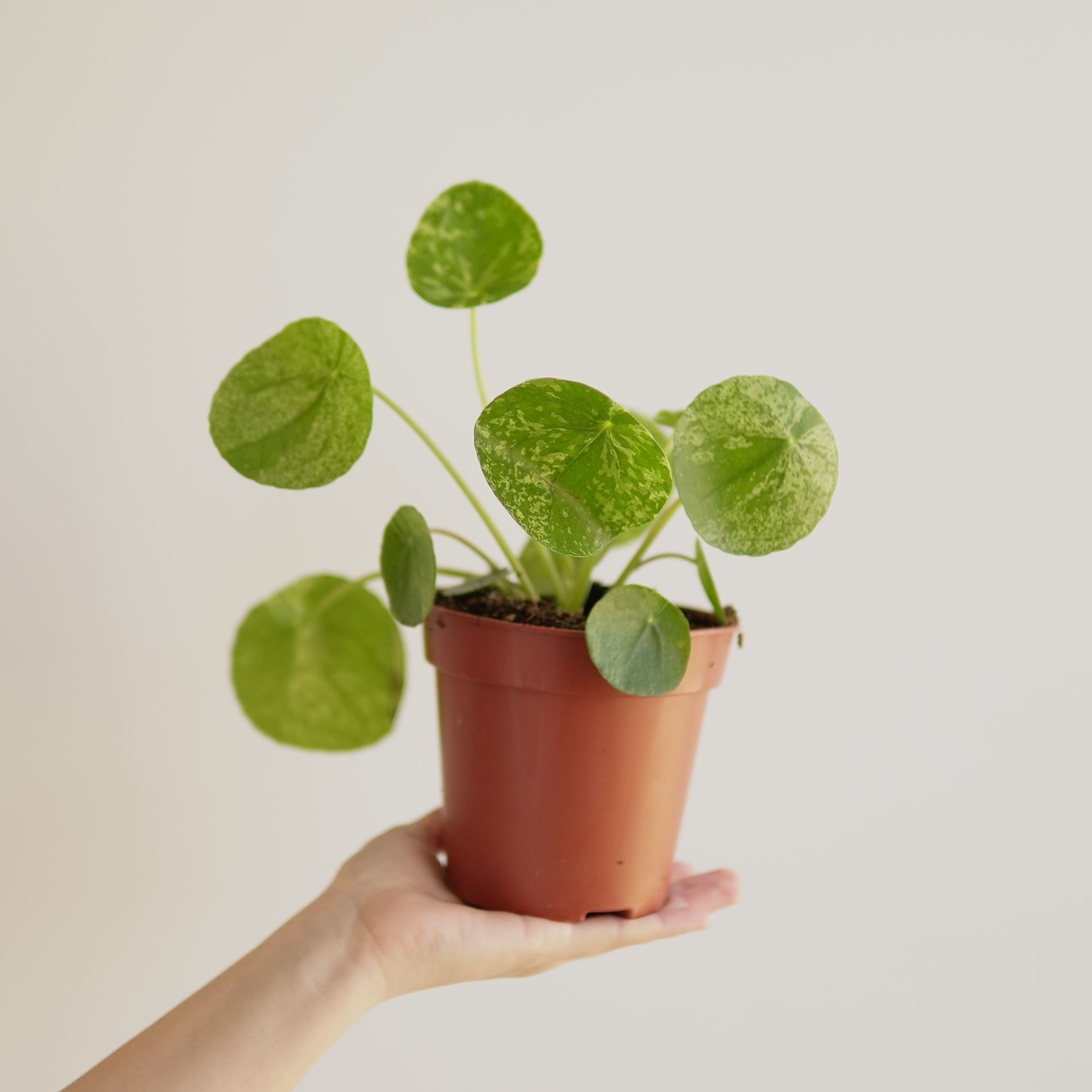 Pilea Peperomioides mojito