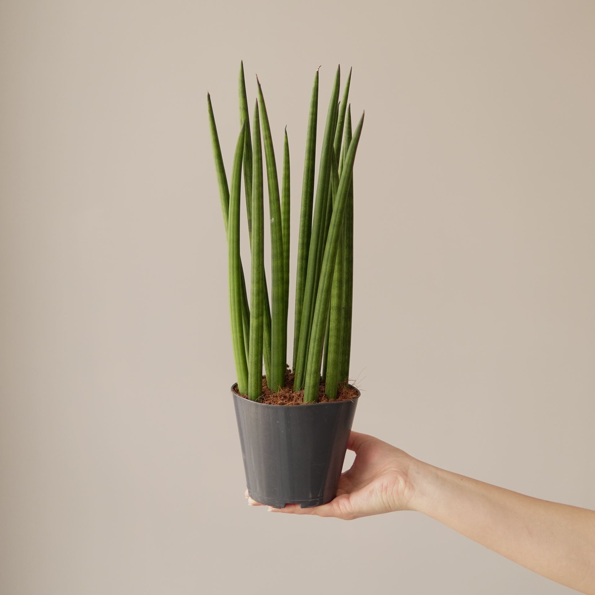 SANSEVIERIA CYLINDRICA