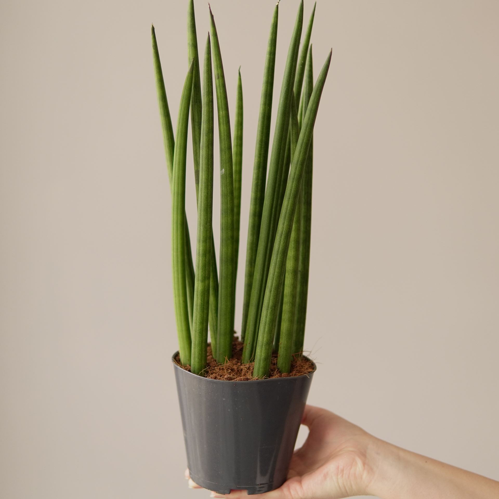 SANSEVIERIA CYLINDRICA