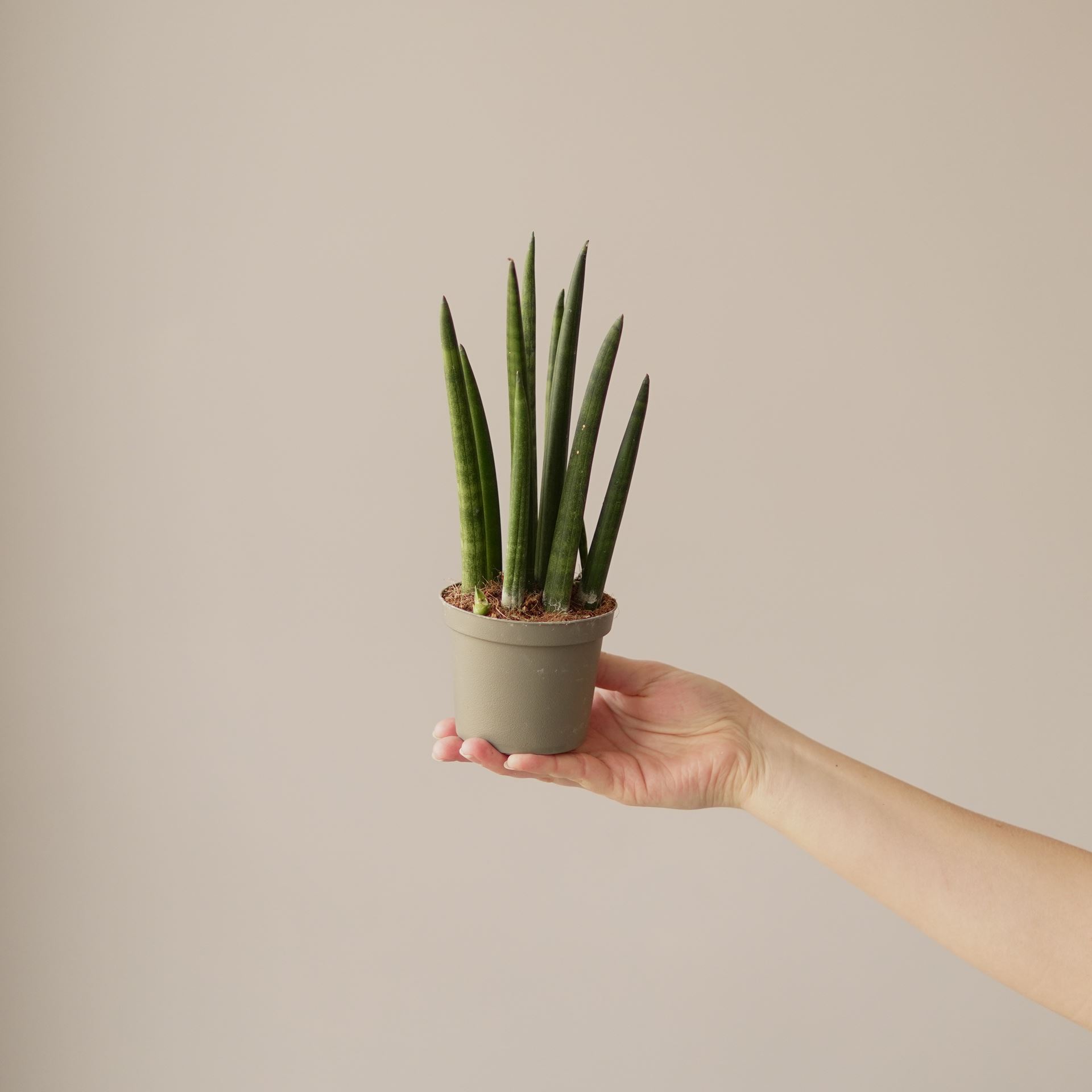 SANSEVIERIA CYLINDRICA