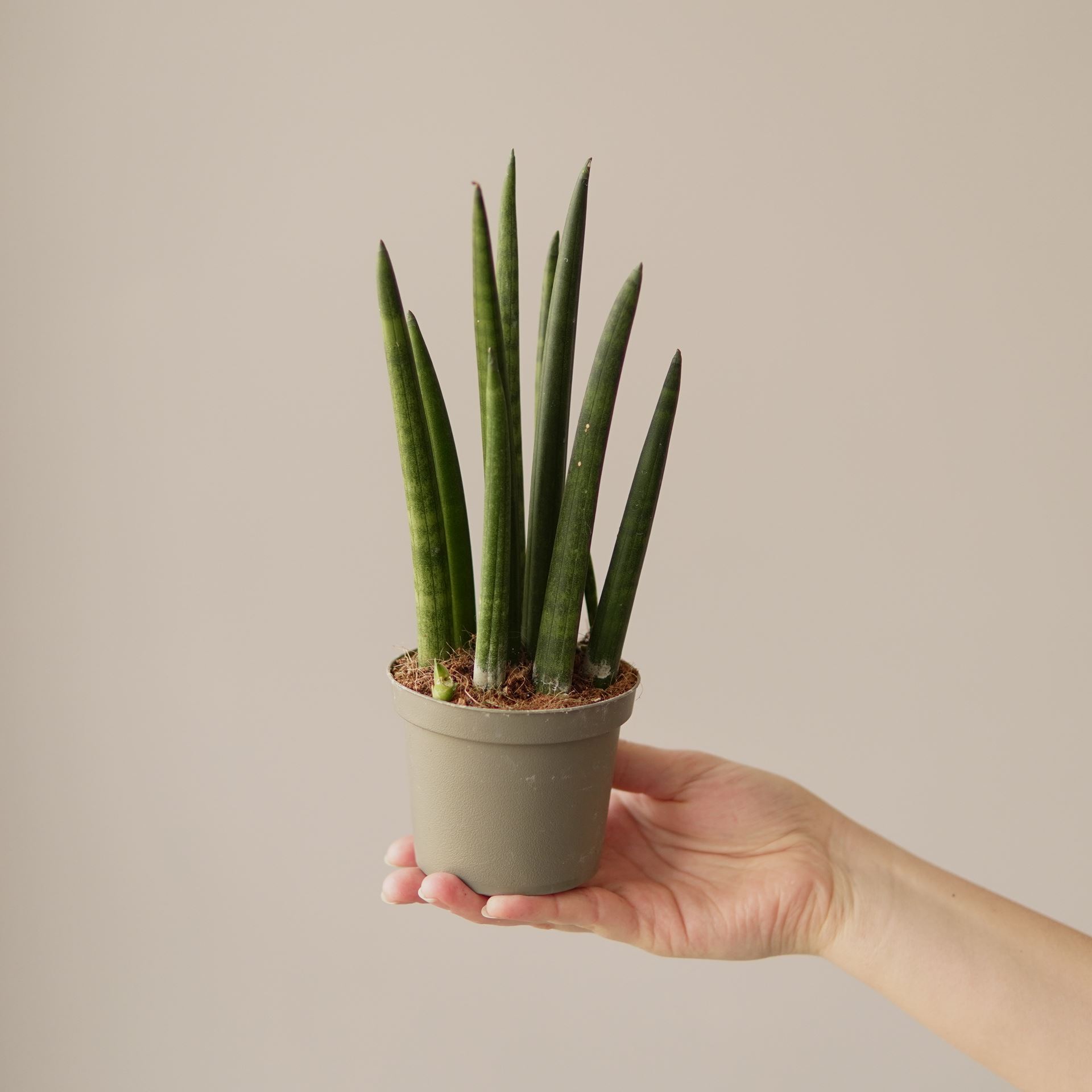 SANSEVIERIA CYLINDRICA