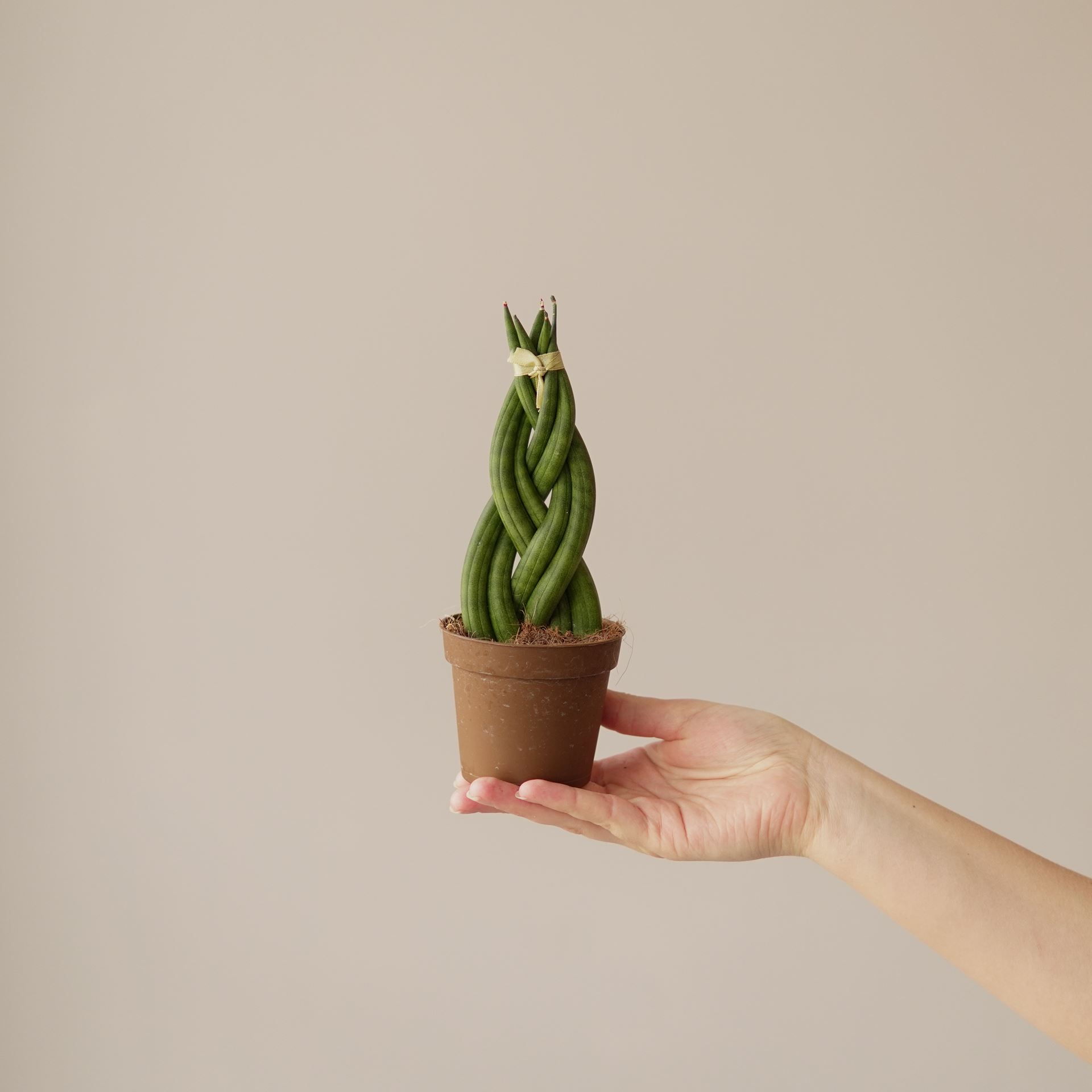 SANSEVIERIA CYLINDRICA