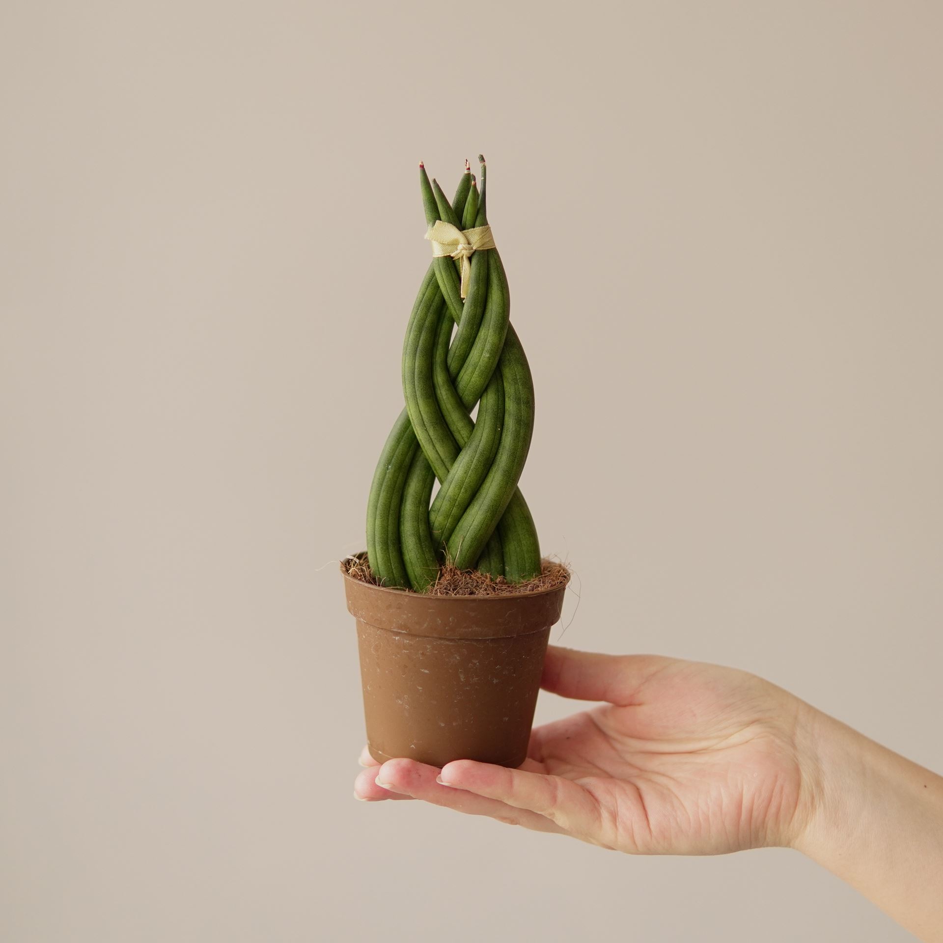 SANSEVIERIA CYLINDRICA