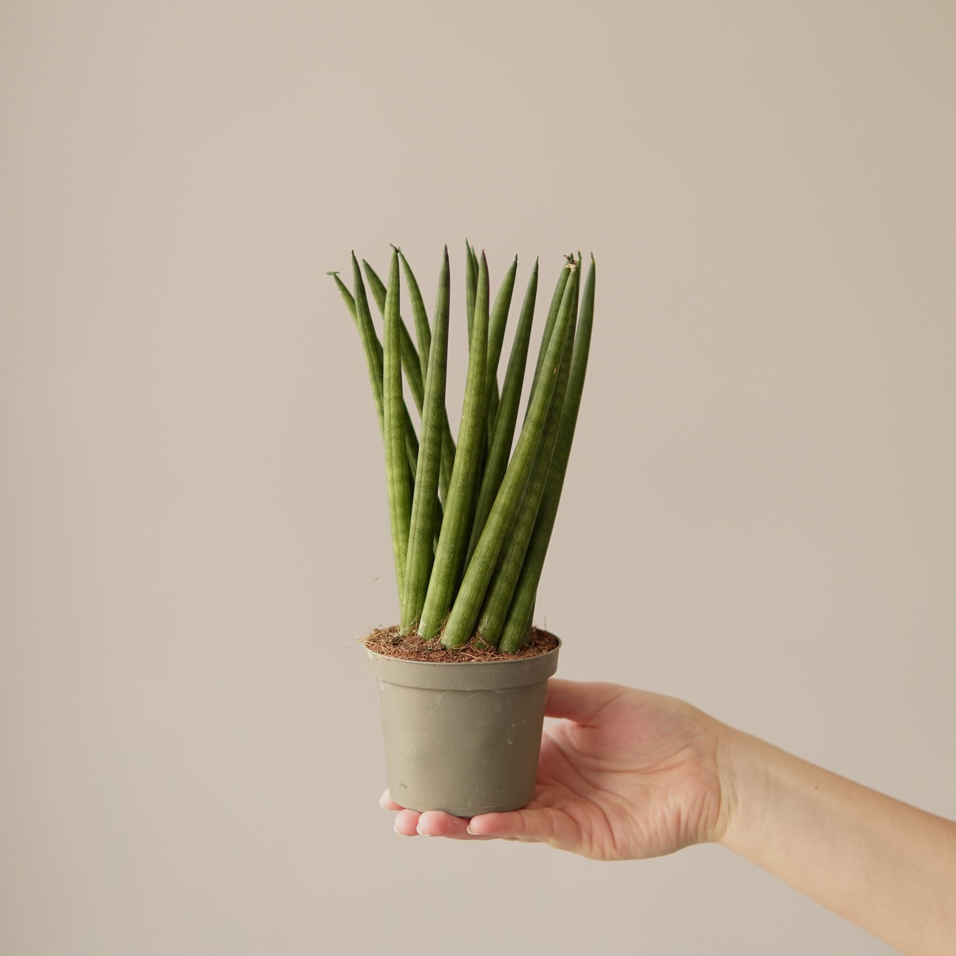 SANSEVIERIA CYLINDRICA