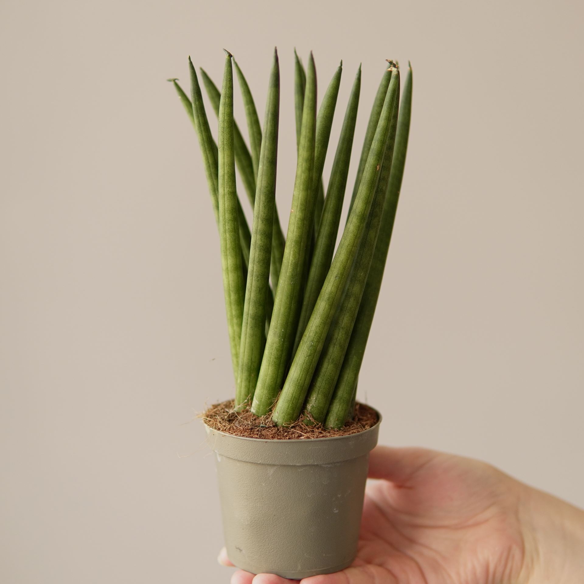 SANSEVIERIA CYLINDRICA