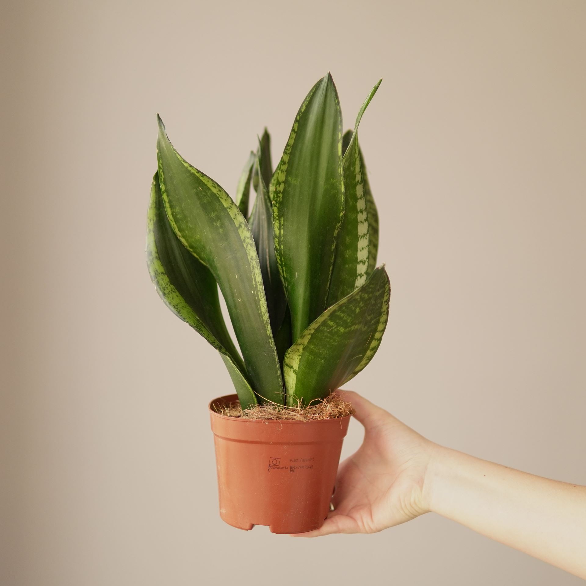 SANSEVIERIA silver flame
