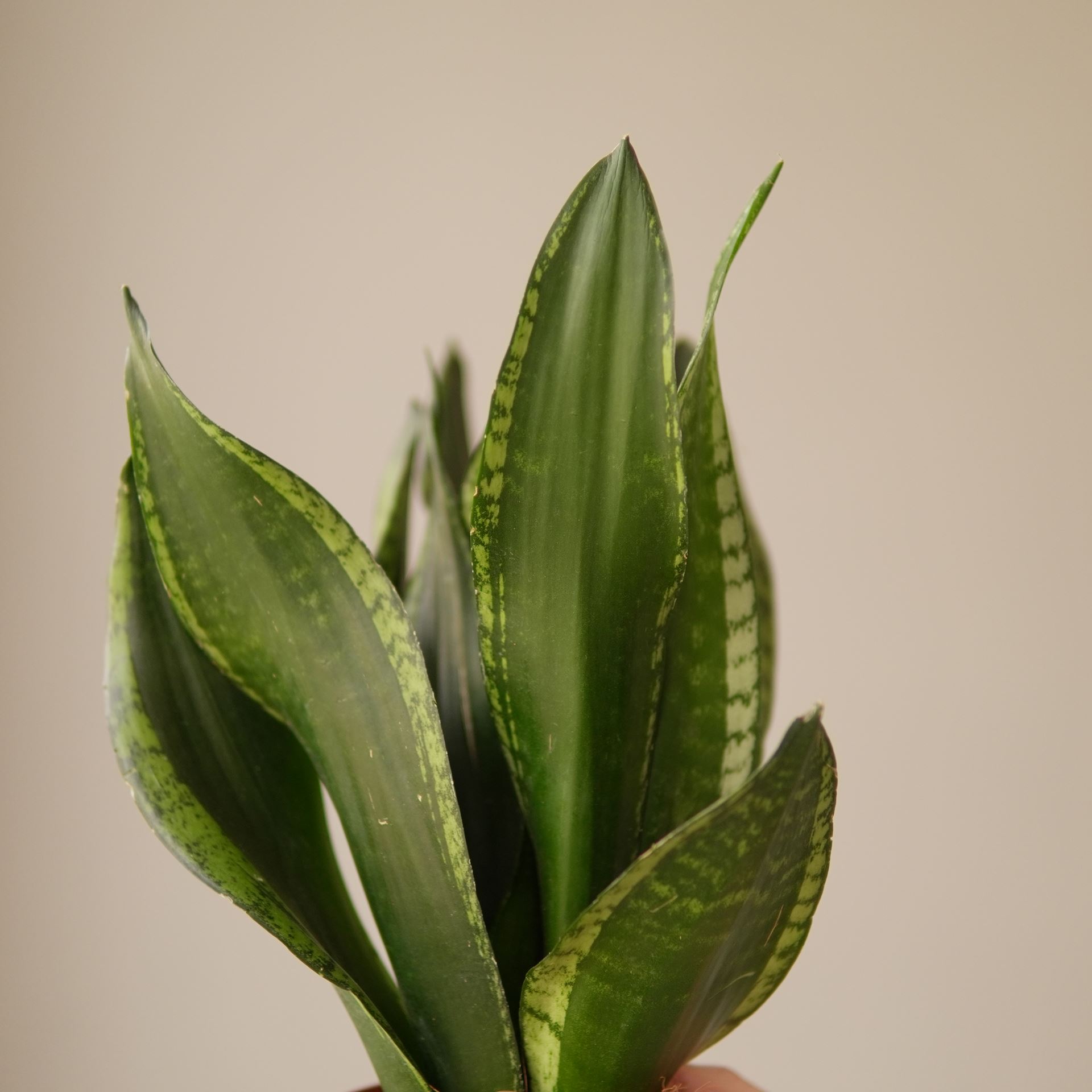 SANSEVIERIA silver flame