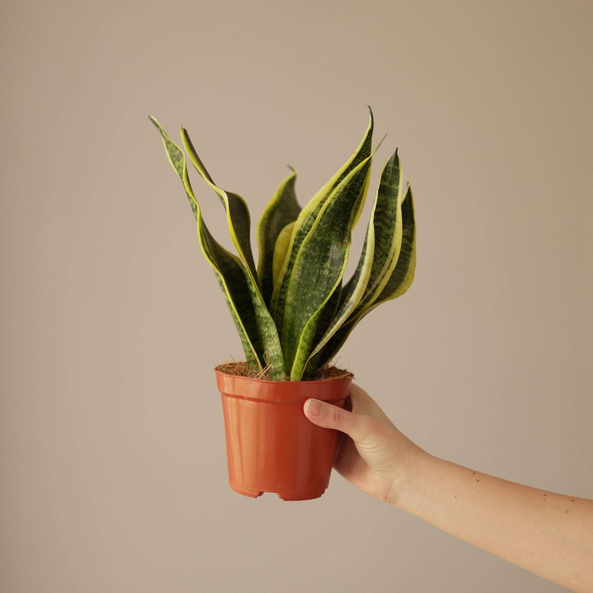 SANSEVIERIA future superba