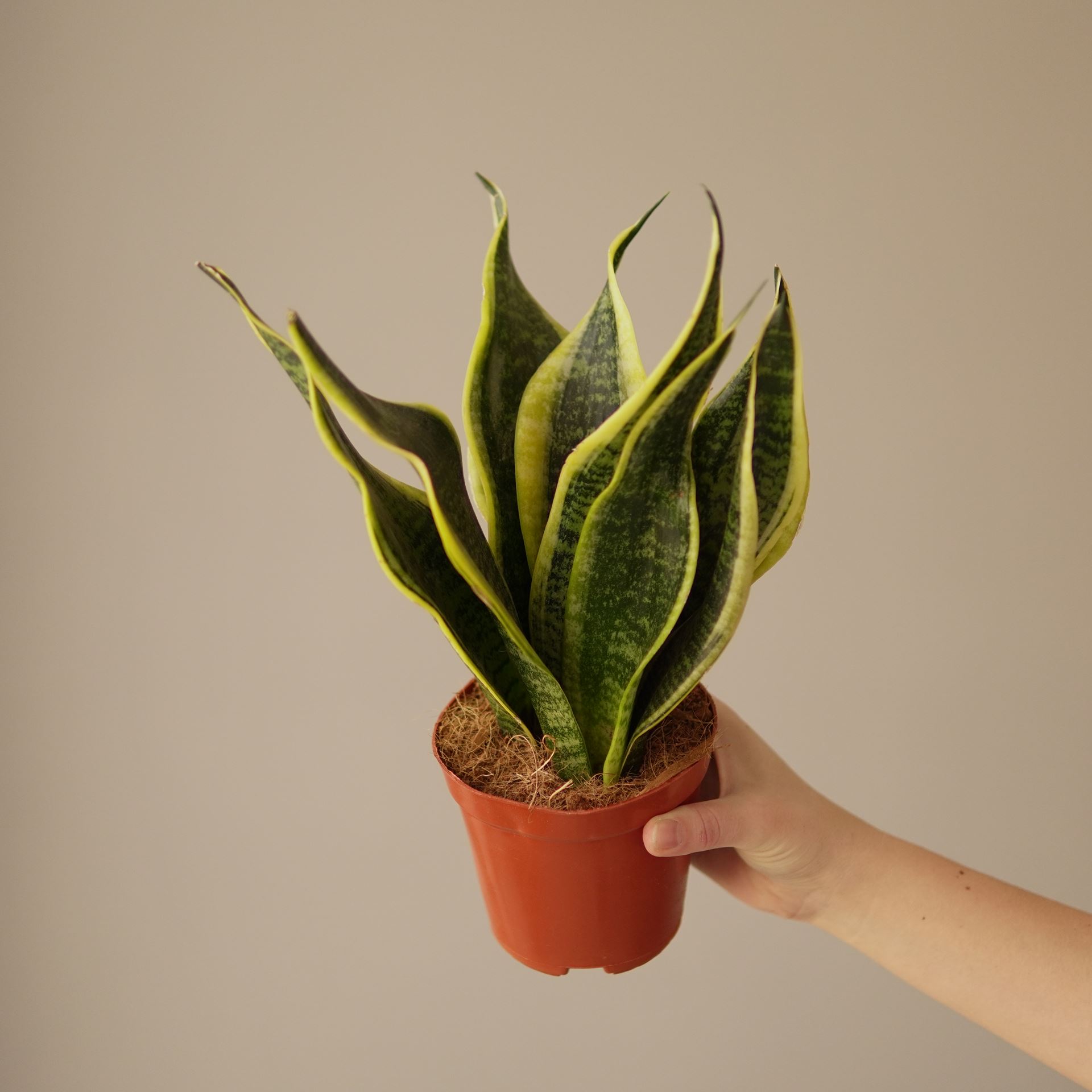 SANSEVIERIA future superba