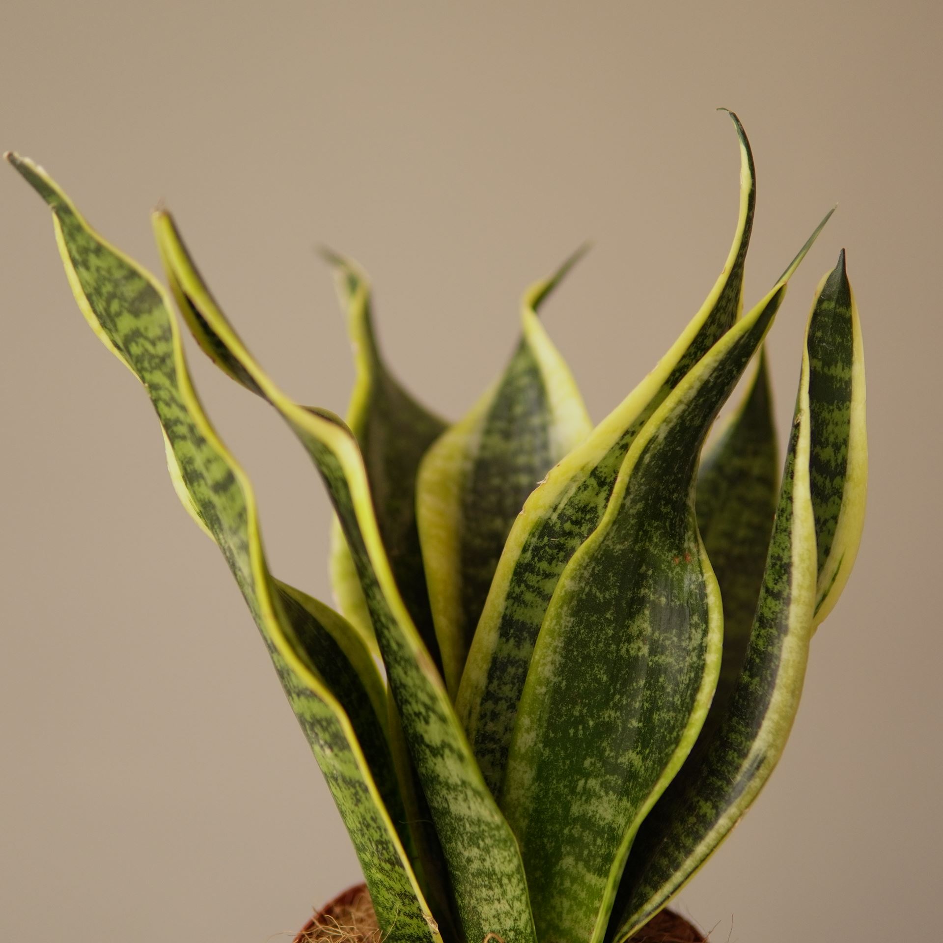 SANSEVIERIA future superba