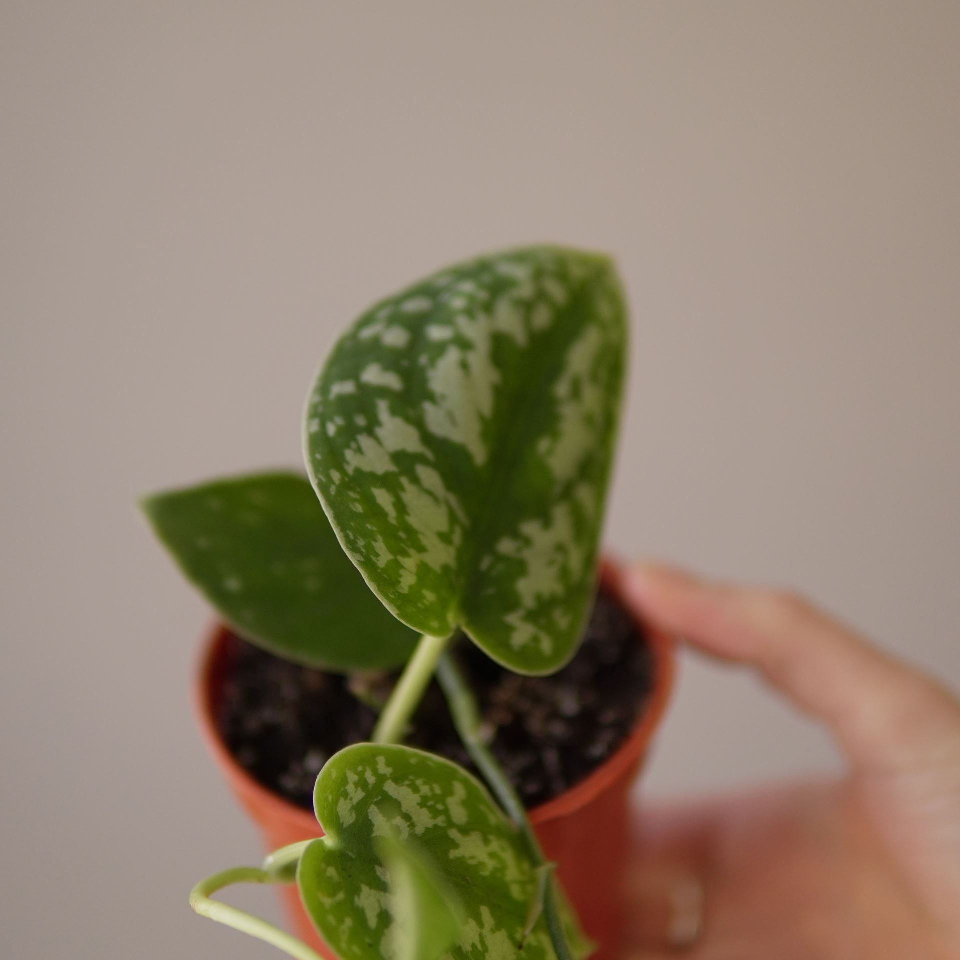 SCINDAPSUS PICTUS ARGYRAEUS