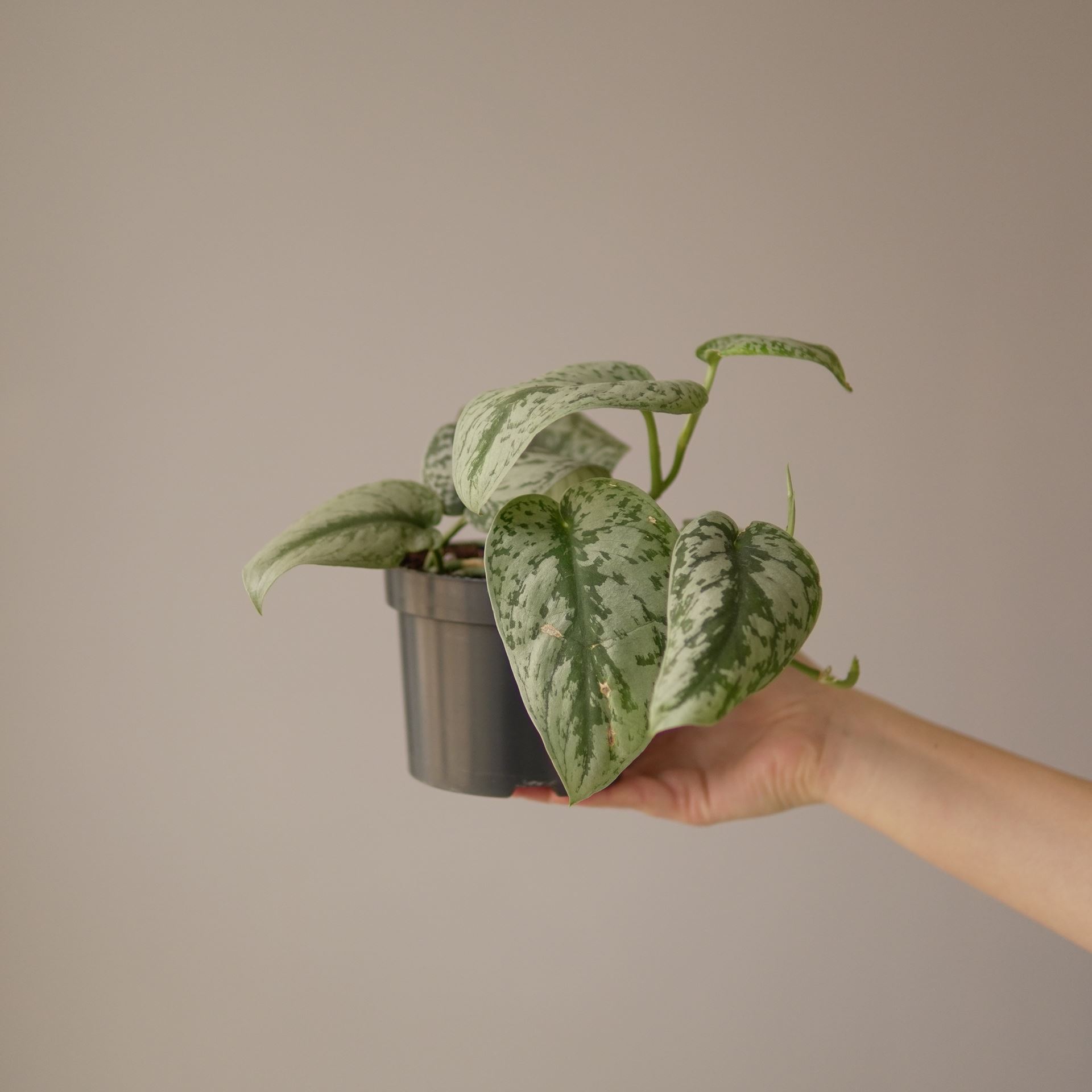 SCINDAPSUS PICTUS TREBIE