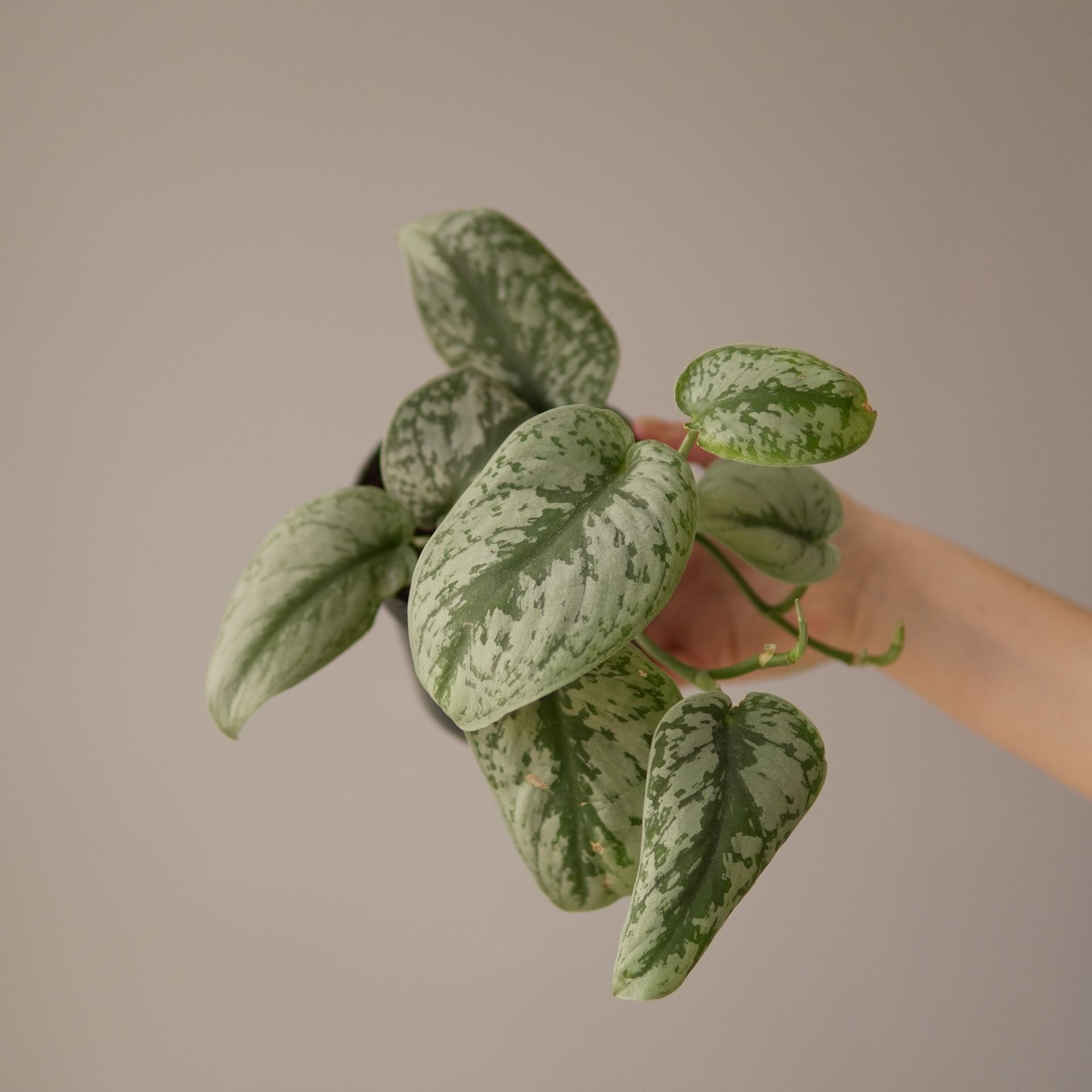 SCINDAPSUS PICTUS TREBIE