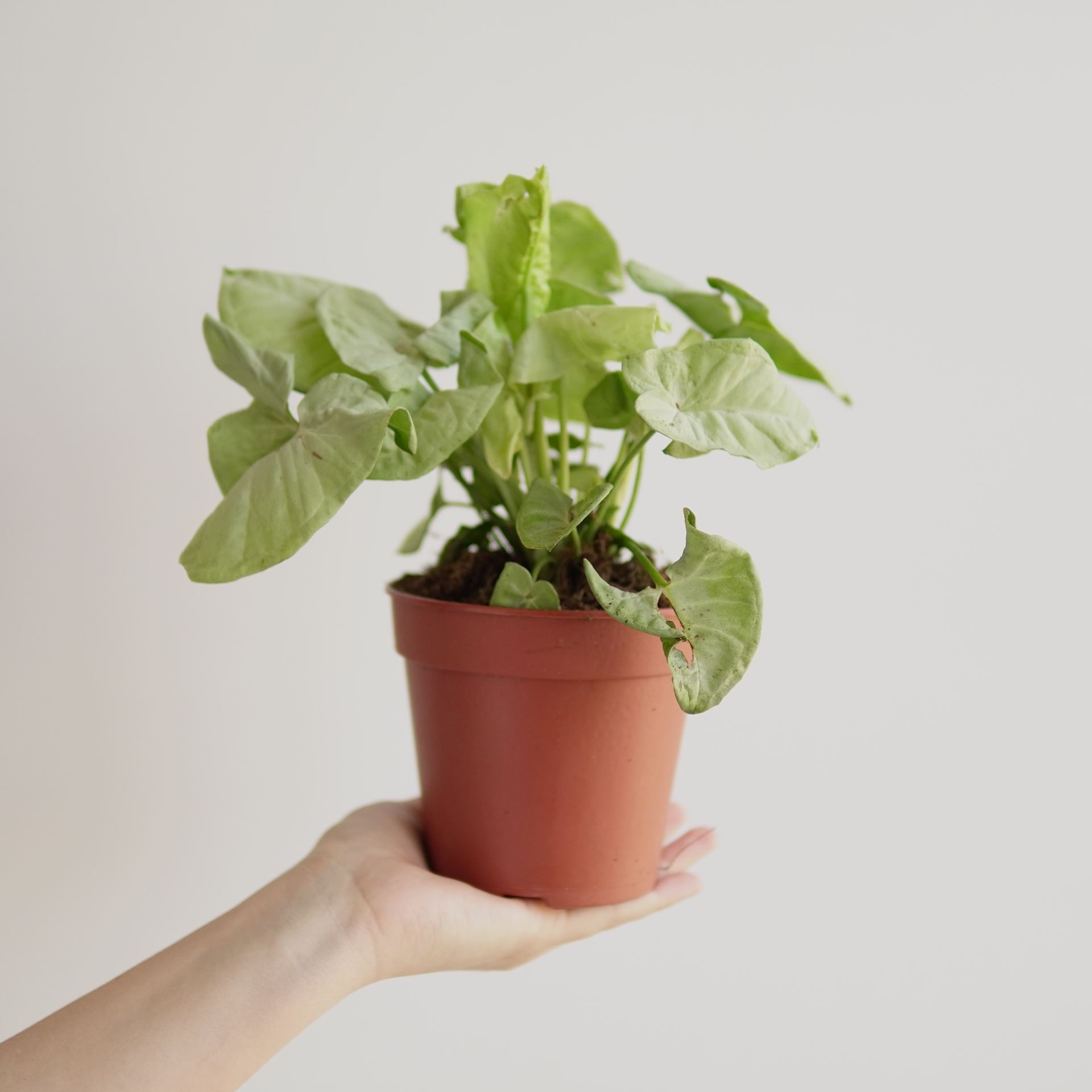 SYNGONIUM MILK CONFETTI