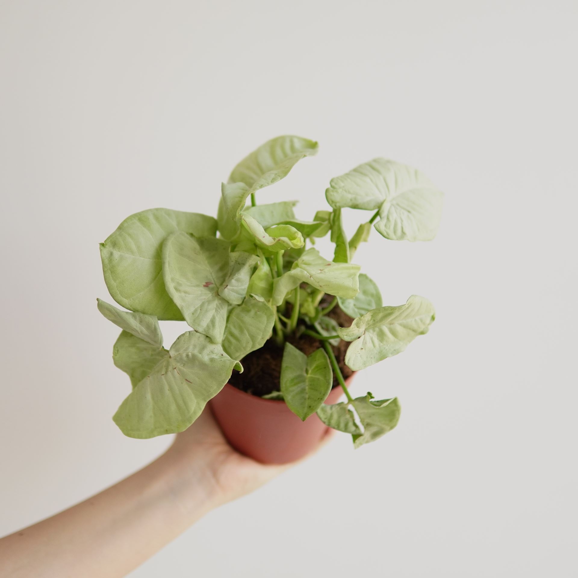 SYNGONIUM MILK CONFETTI