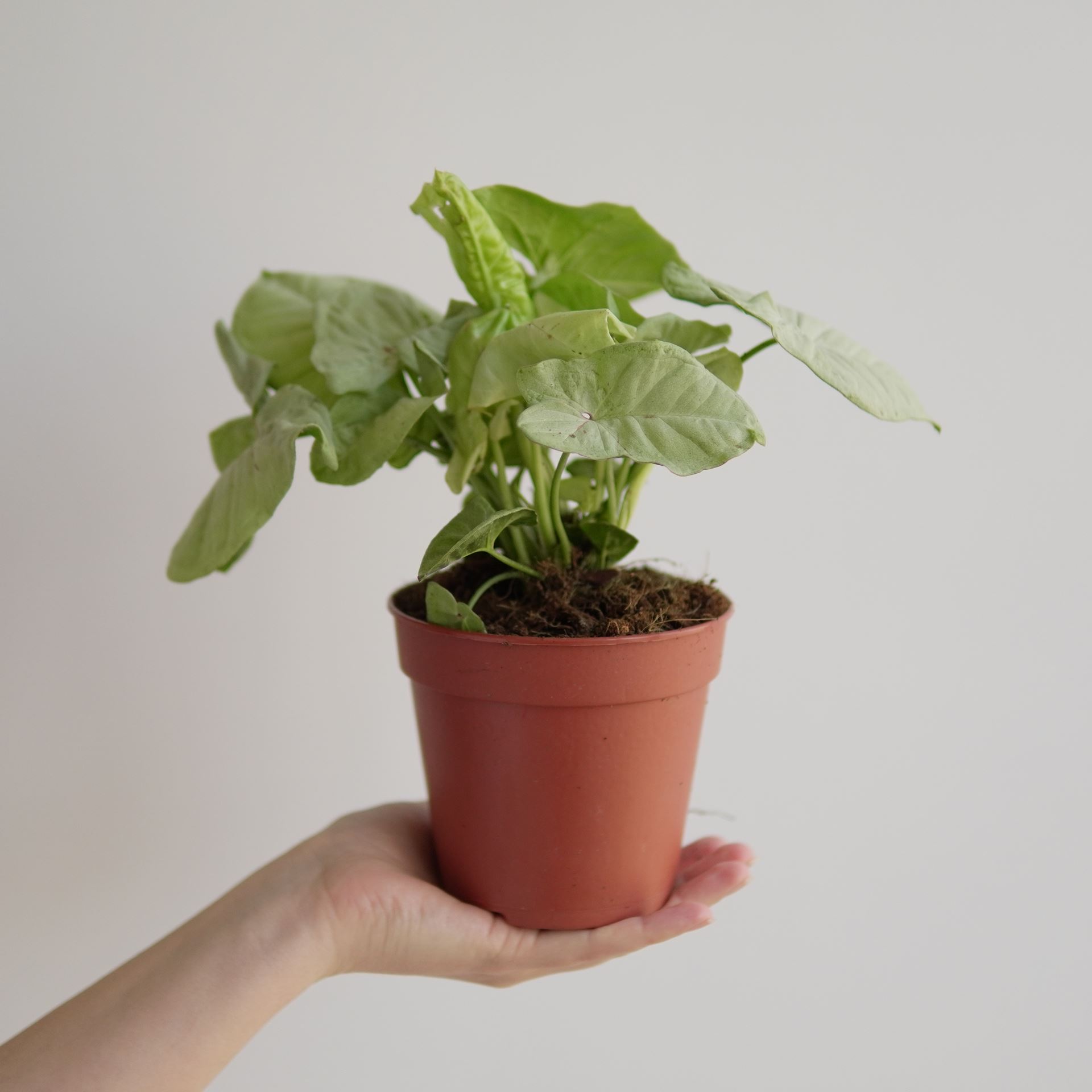SYNGONIUM MILK CONFETTI