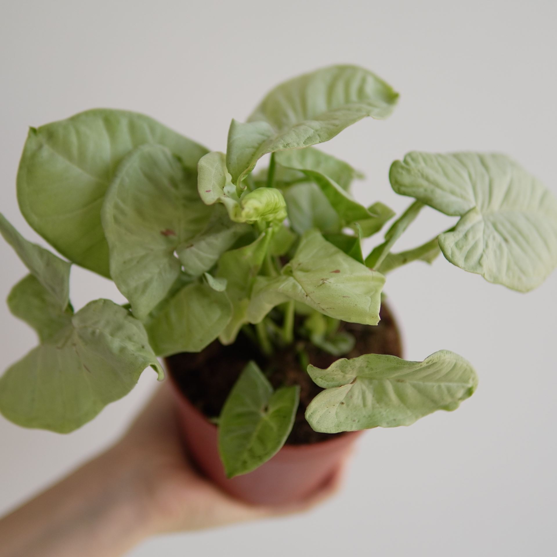 SYNGONIUM MILK CONFETTI