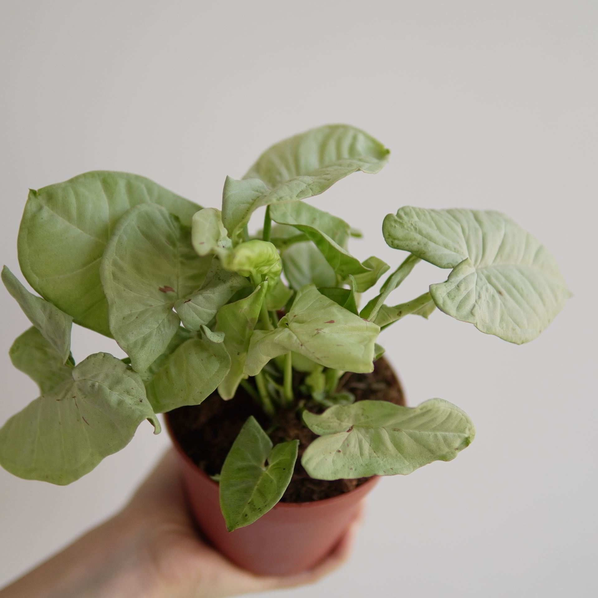 SYNGONIUM MILK CONFETTI