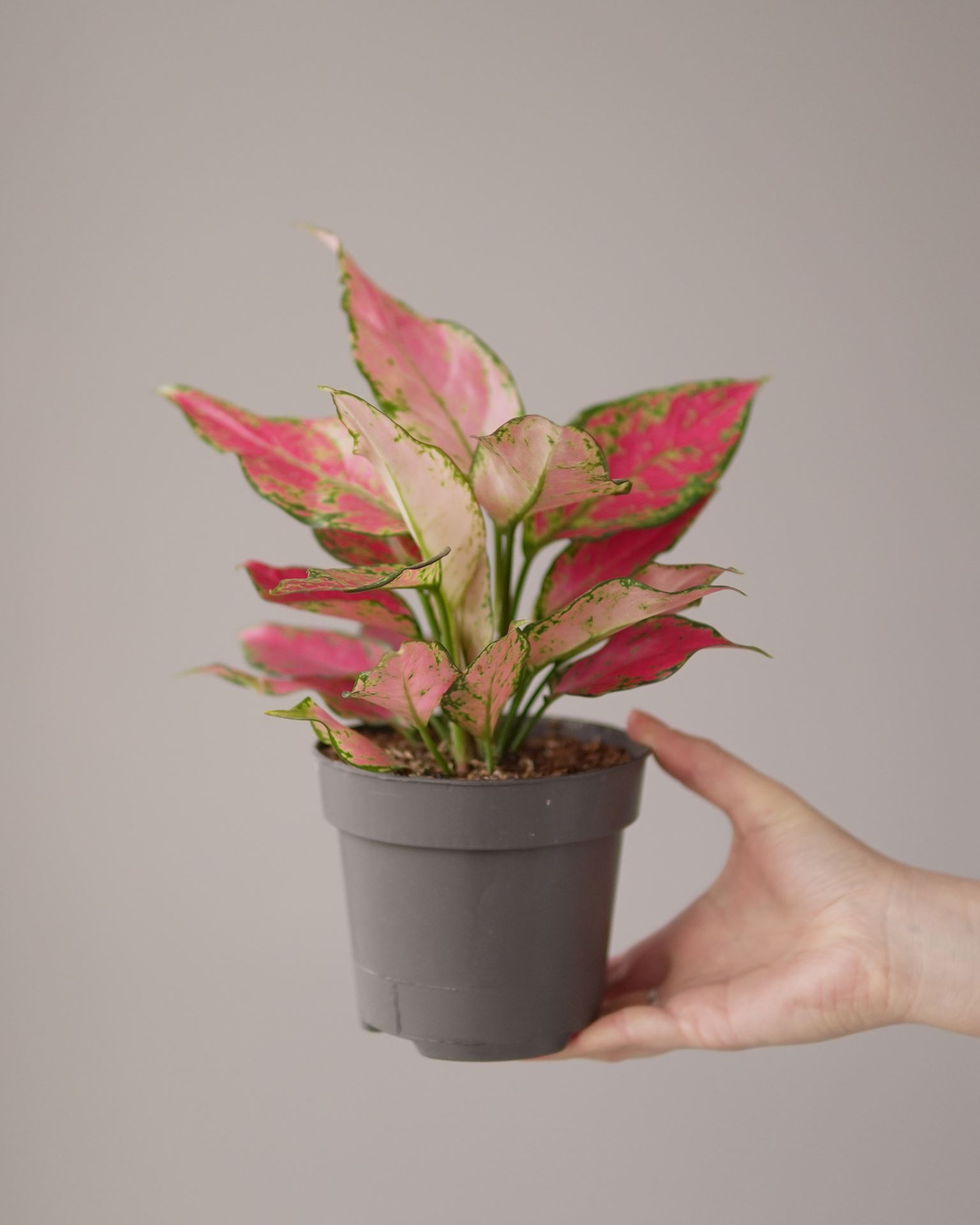 Aglaonema chery baby