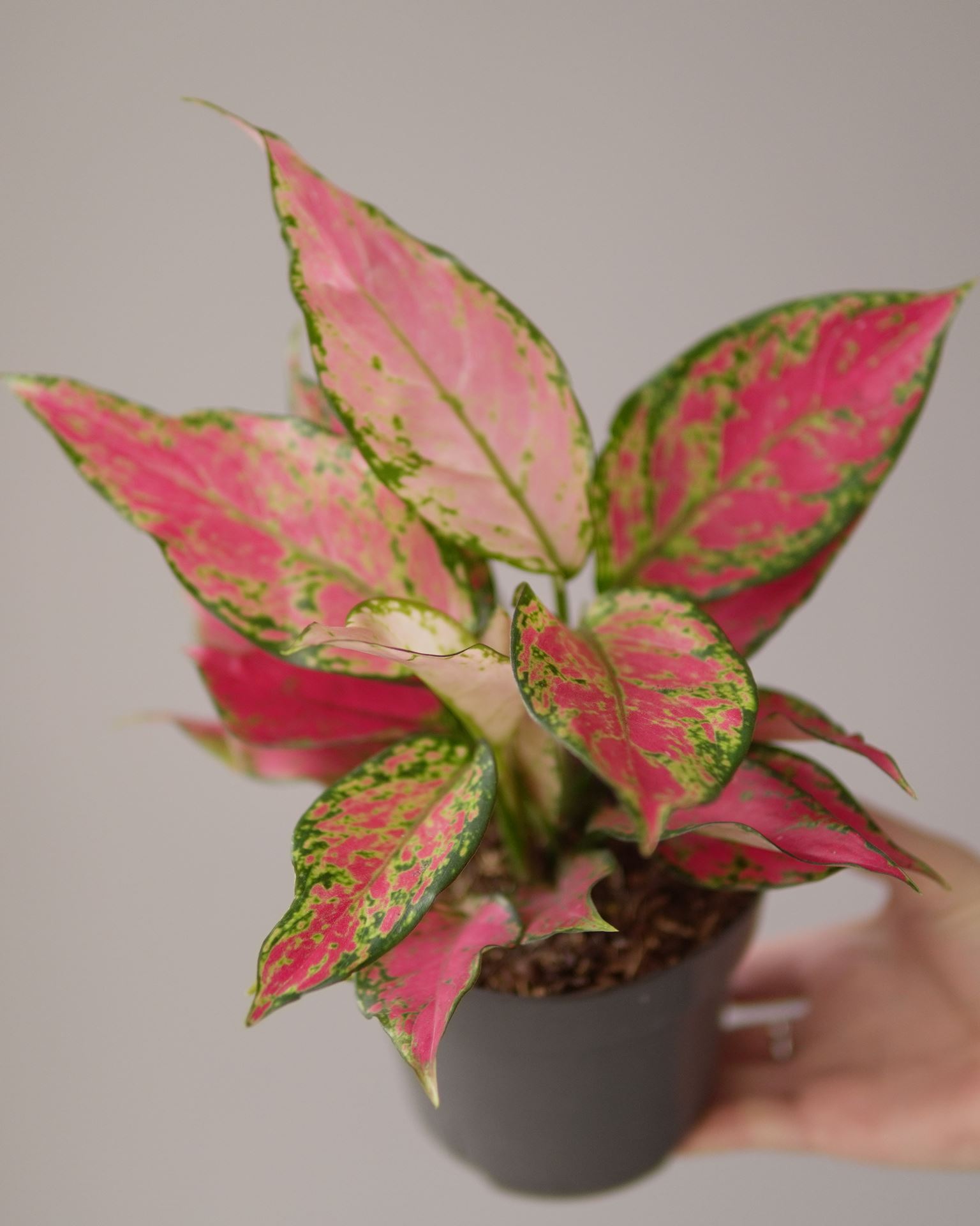 Aglaonema chery baby