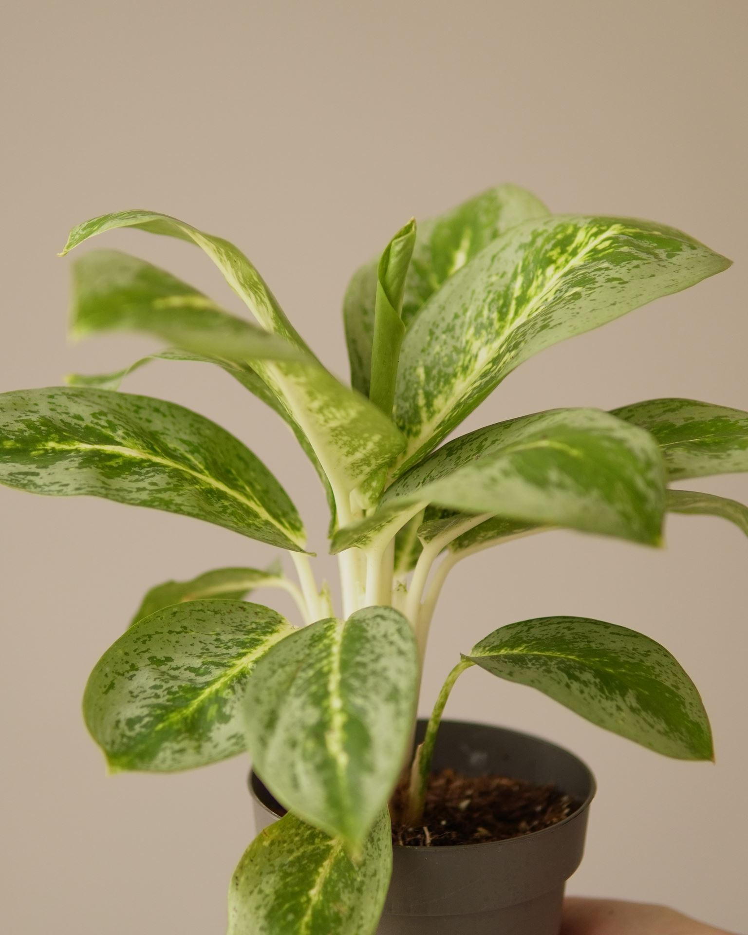 Aglaonema lemon mint