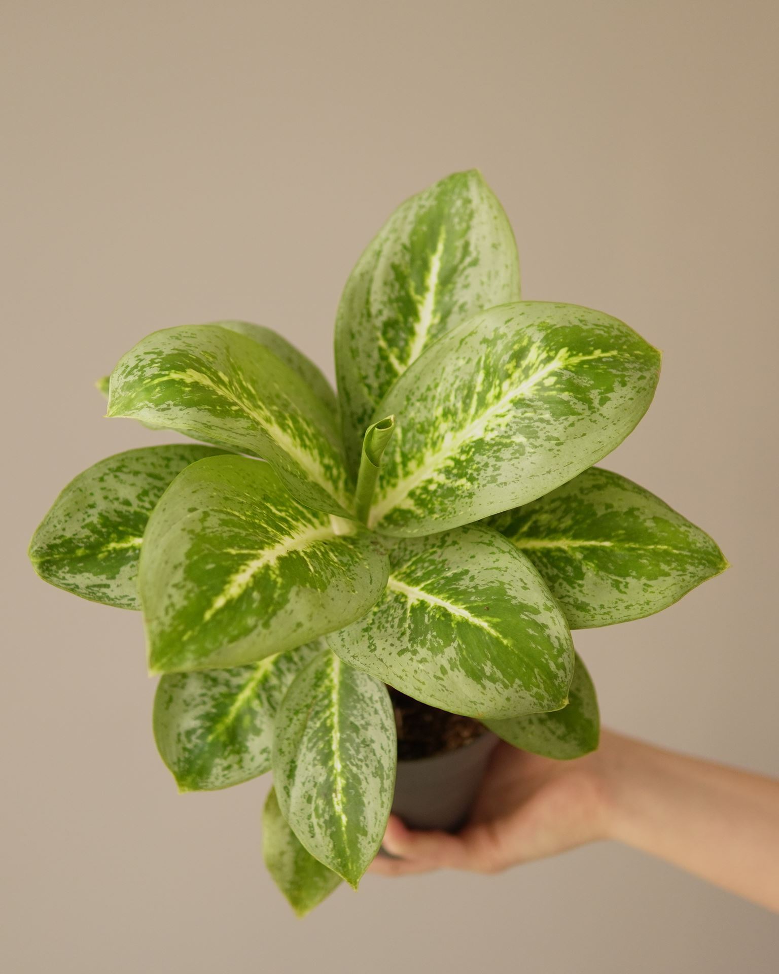 Aglaonema lemon mint
