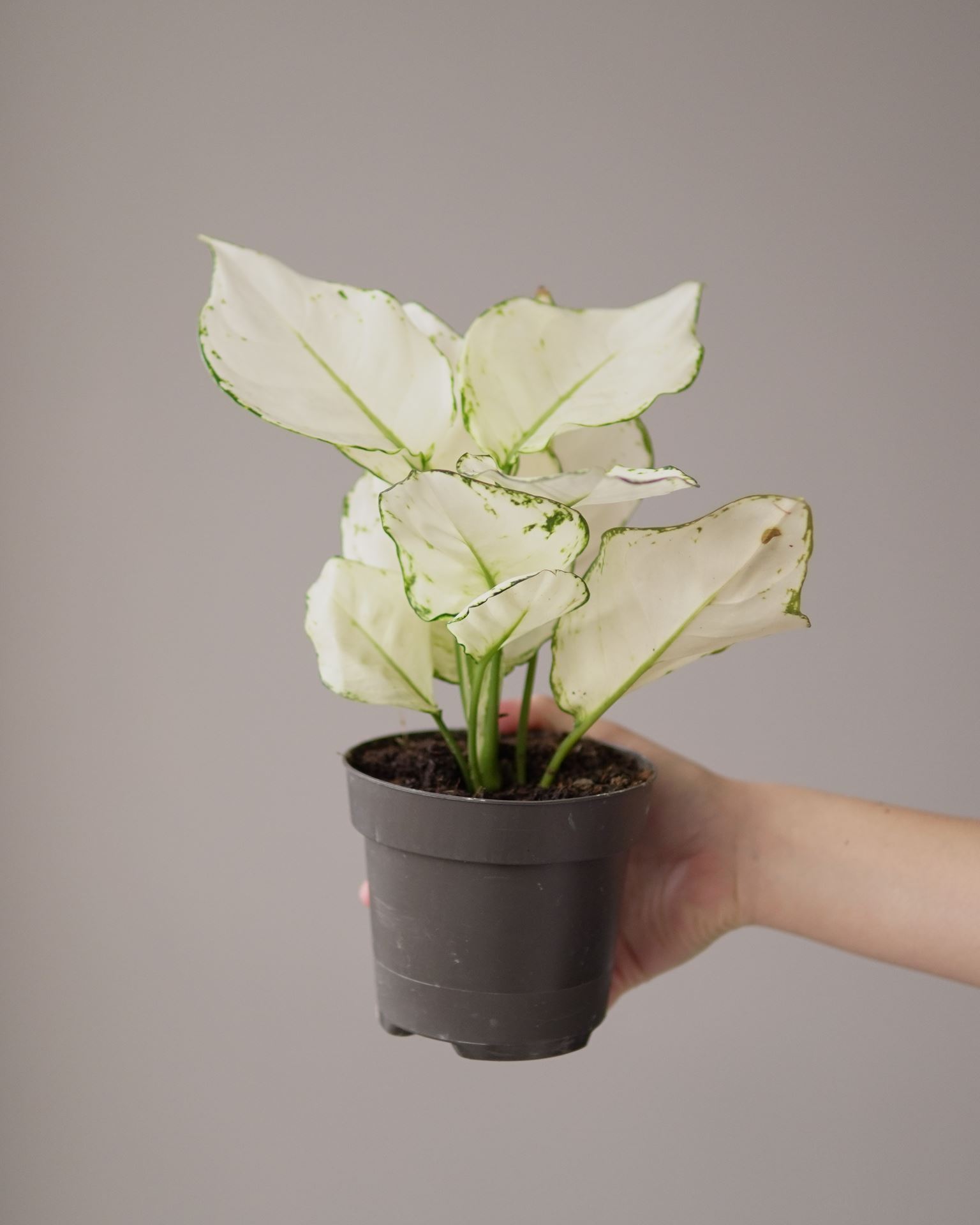 Aglaonema white joy