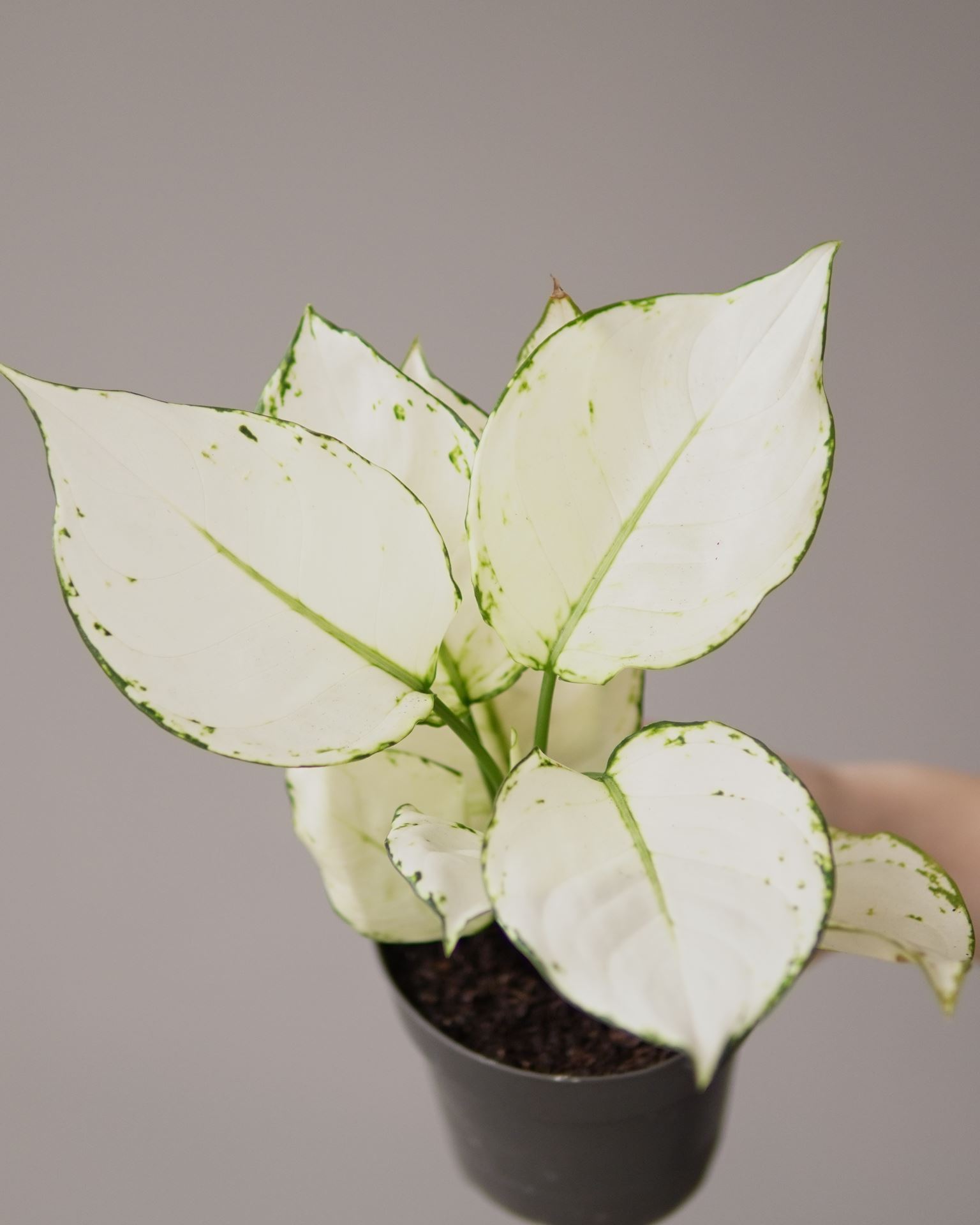 Aglaonema white joy