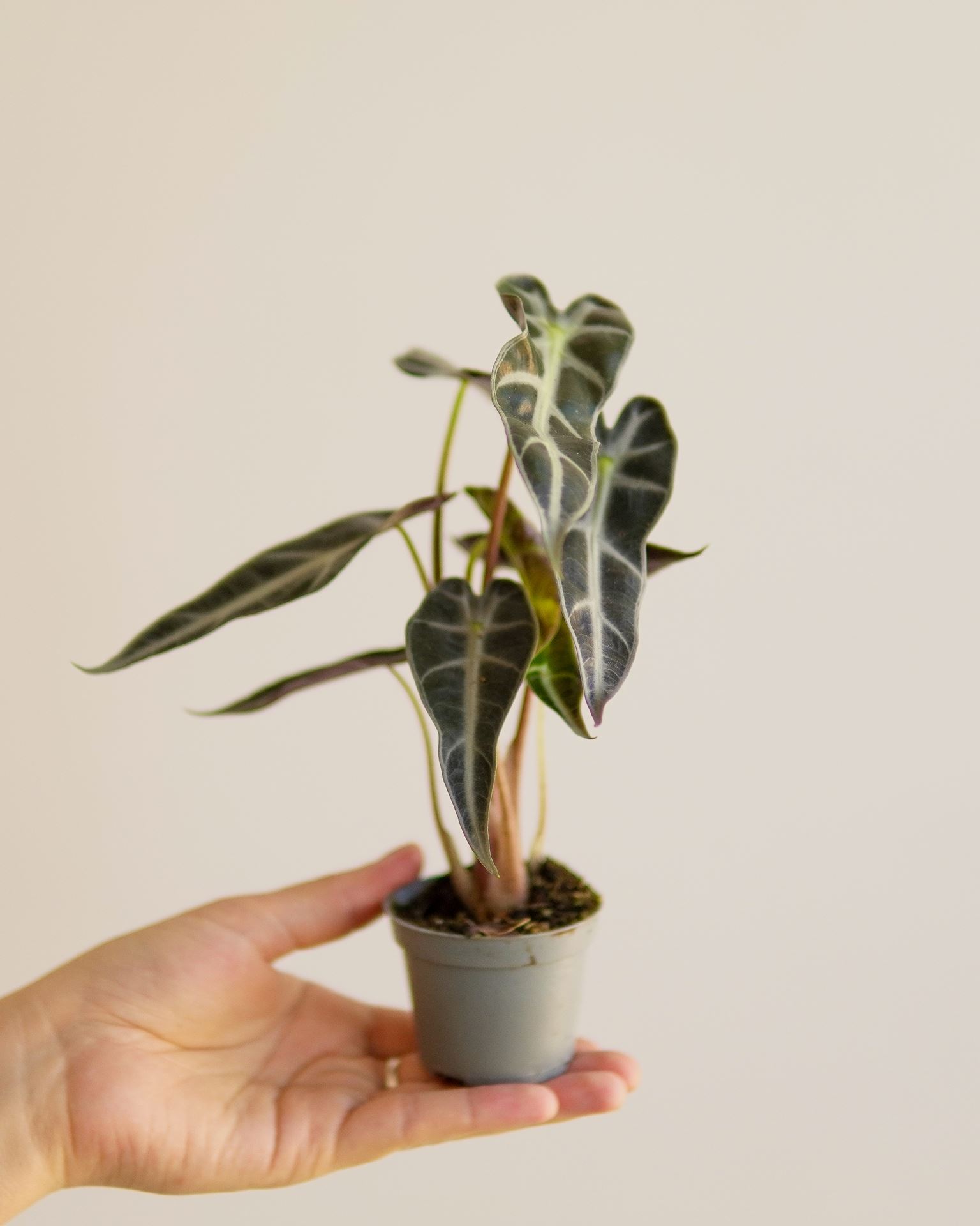 ALOCASIA BAMBINO