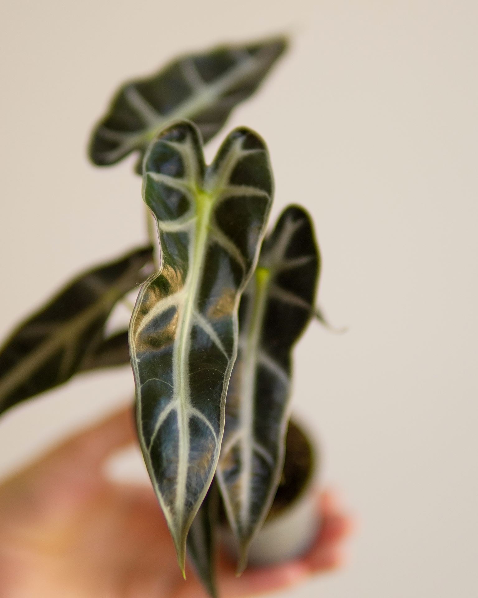 ALOCASIA BAMBINO