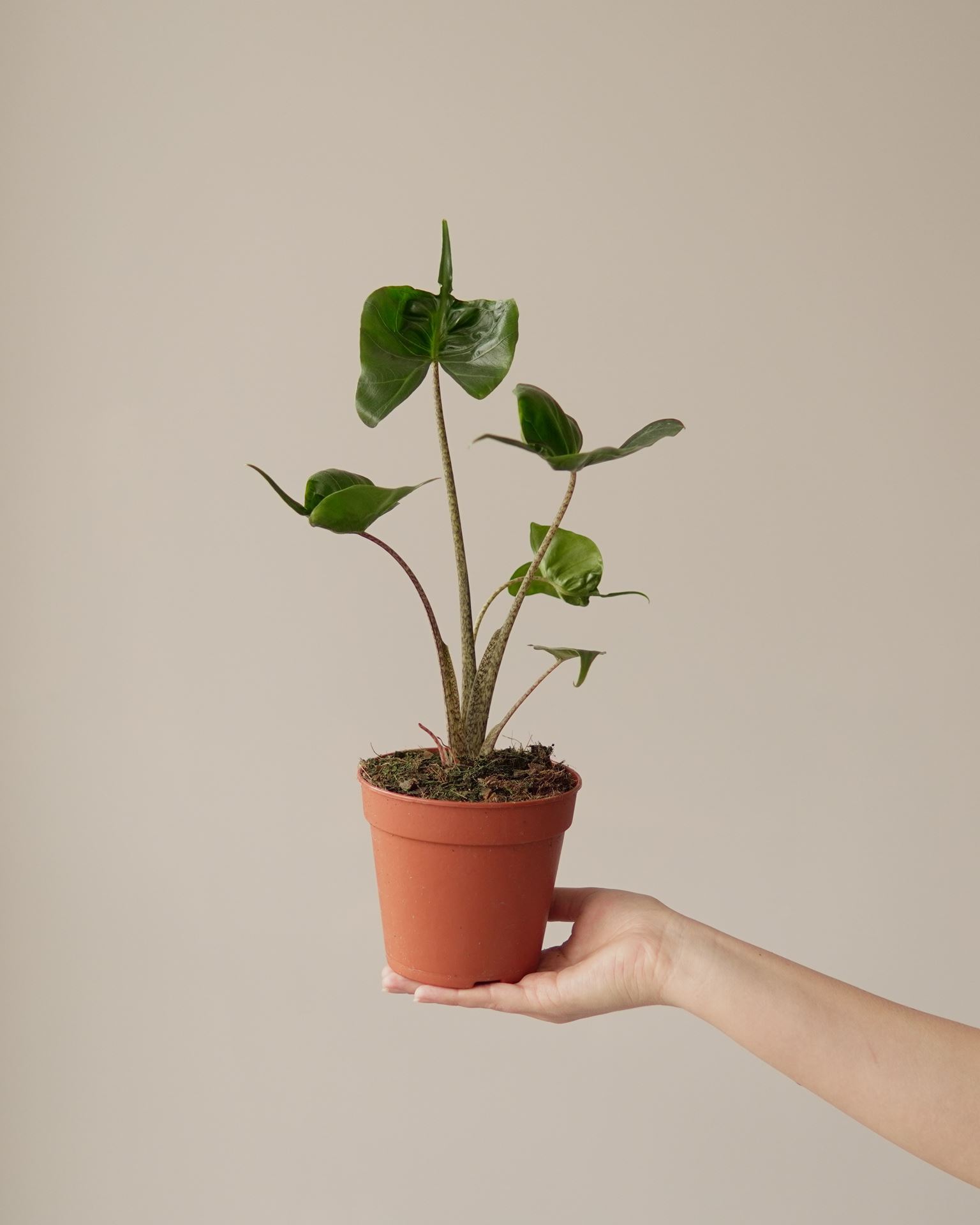 ALOCASIA STINGRAY