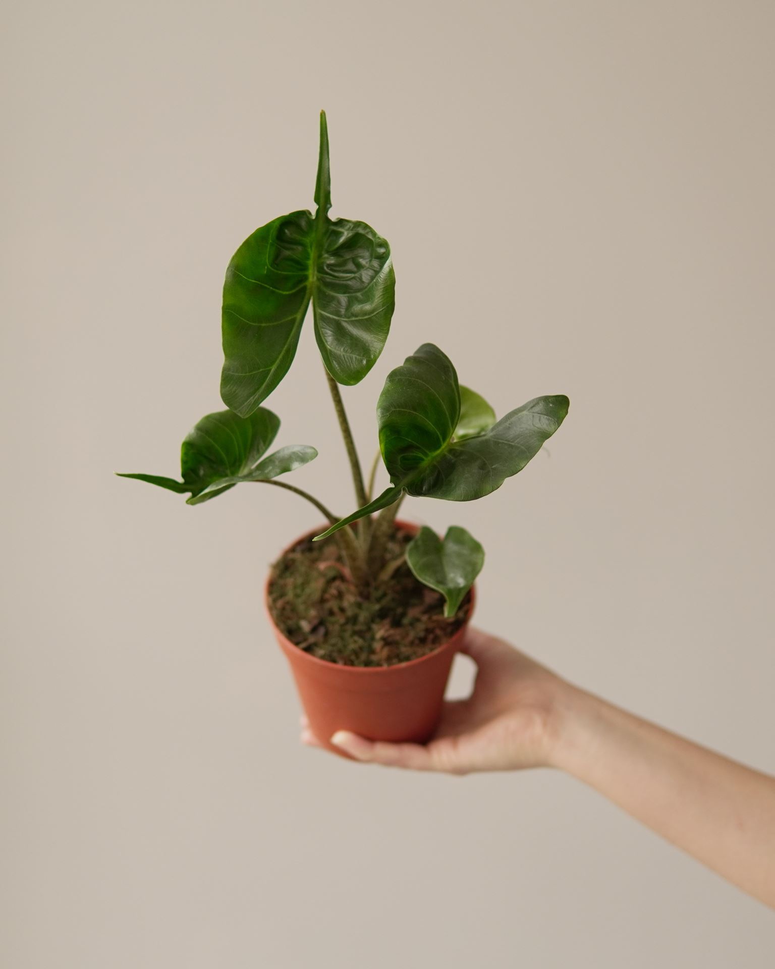ALOCASIA STINGRAY