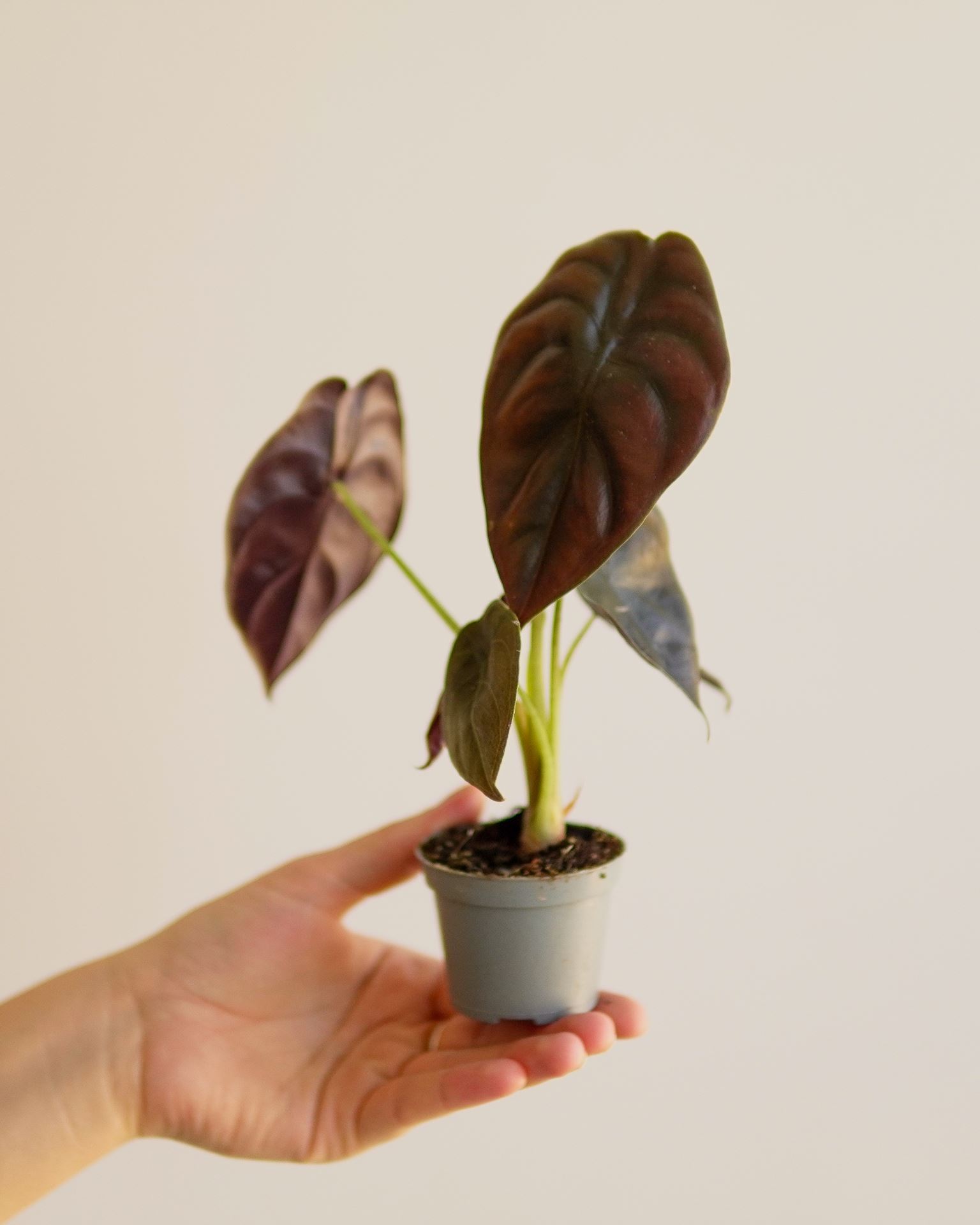 ALOCASIA red secret