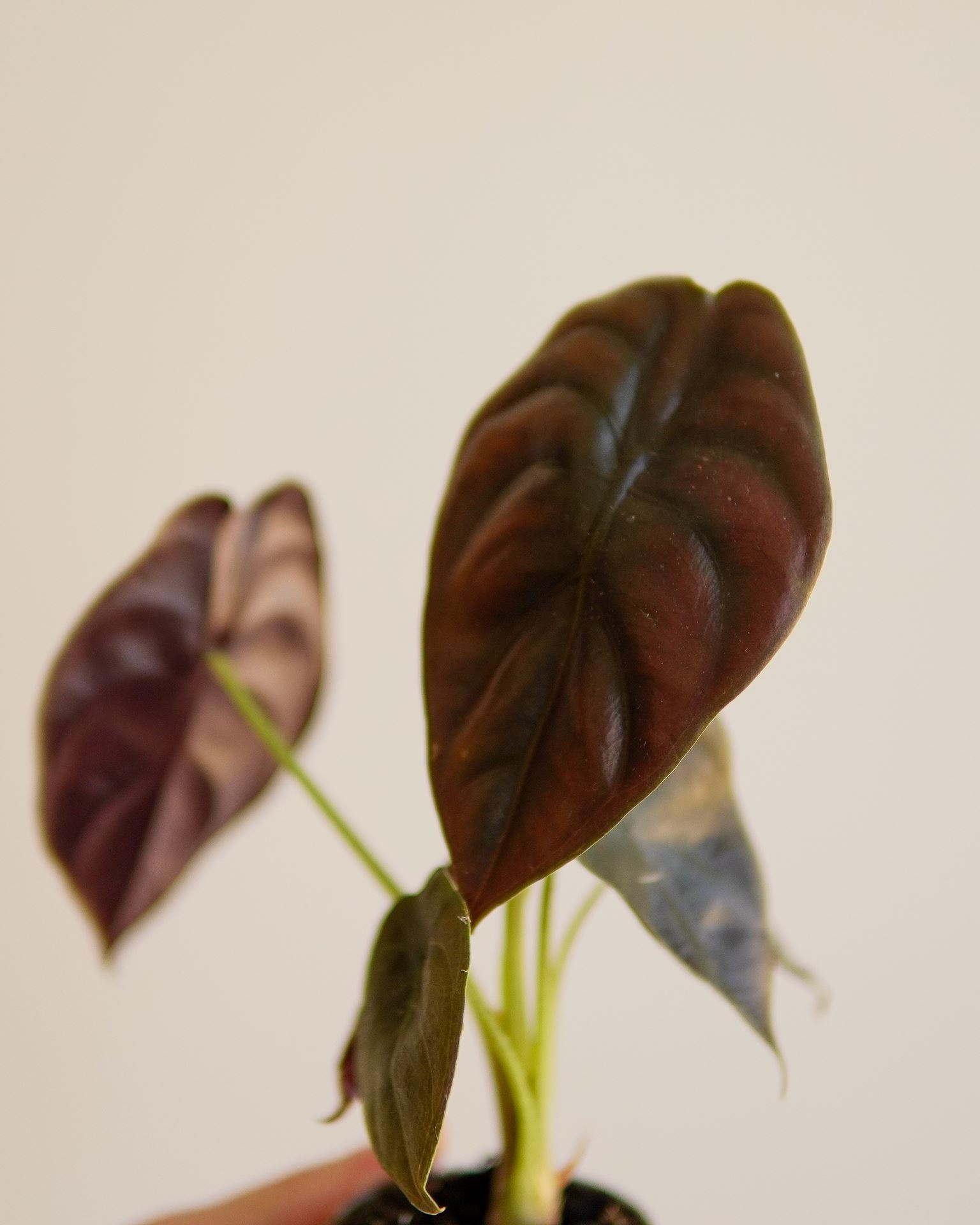 ALOCASIA red secret