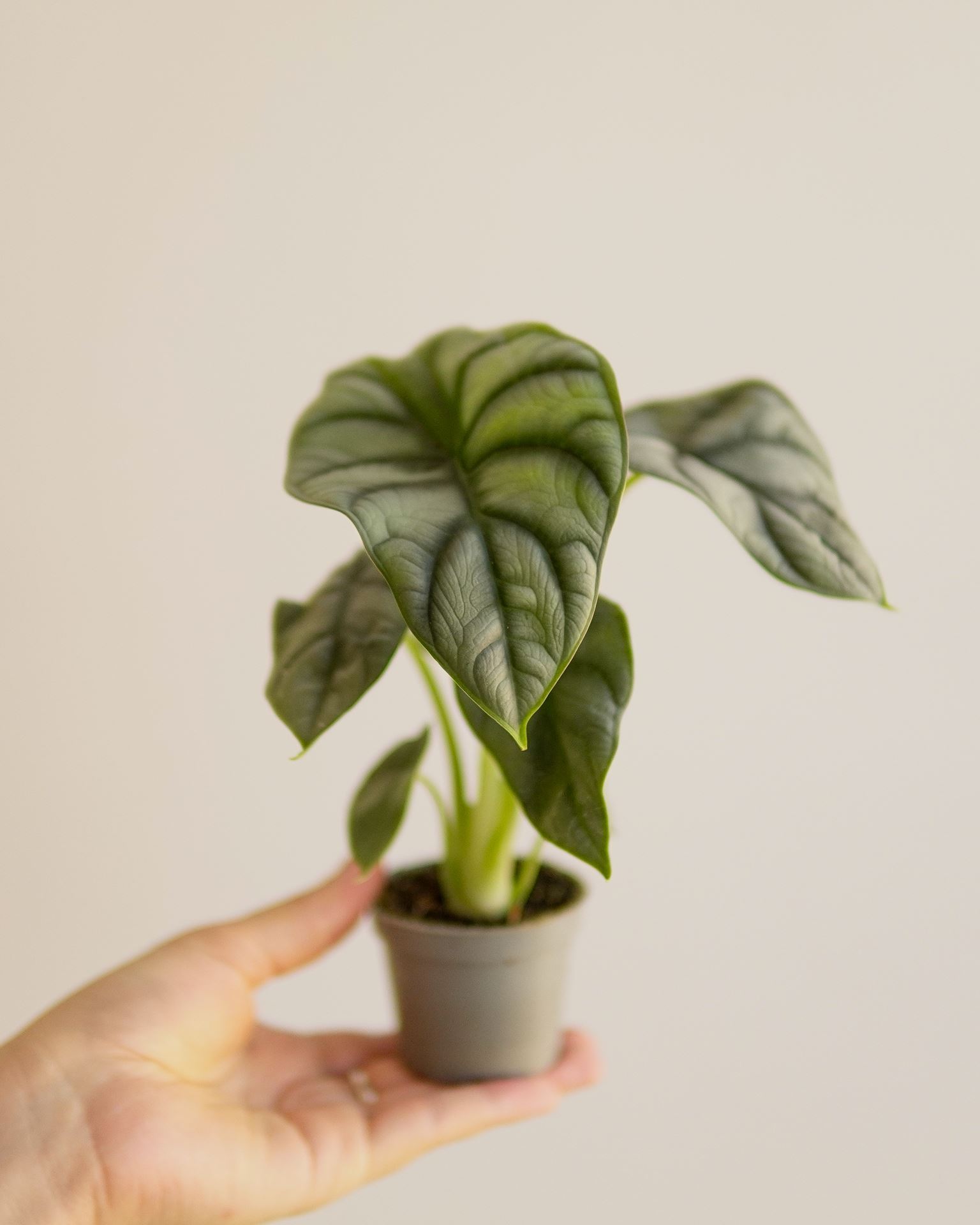 ALOCASIA SILVER DRAGON