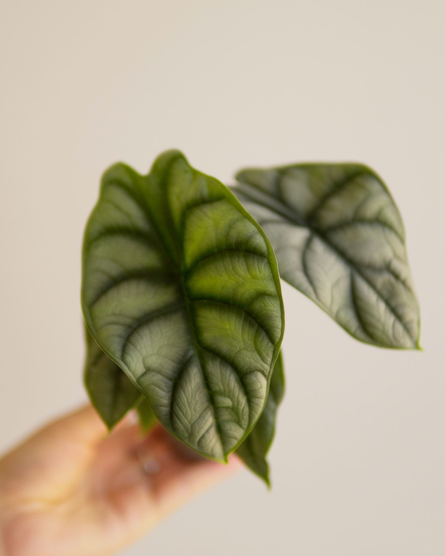 ALOCASIA SILVER DRAGON