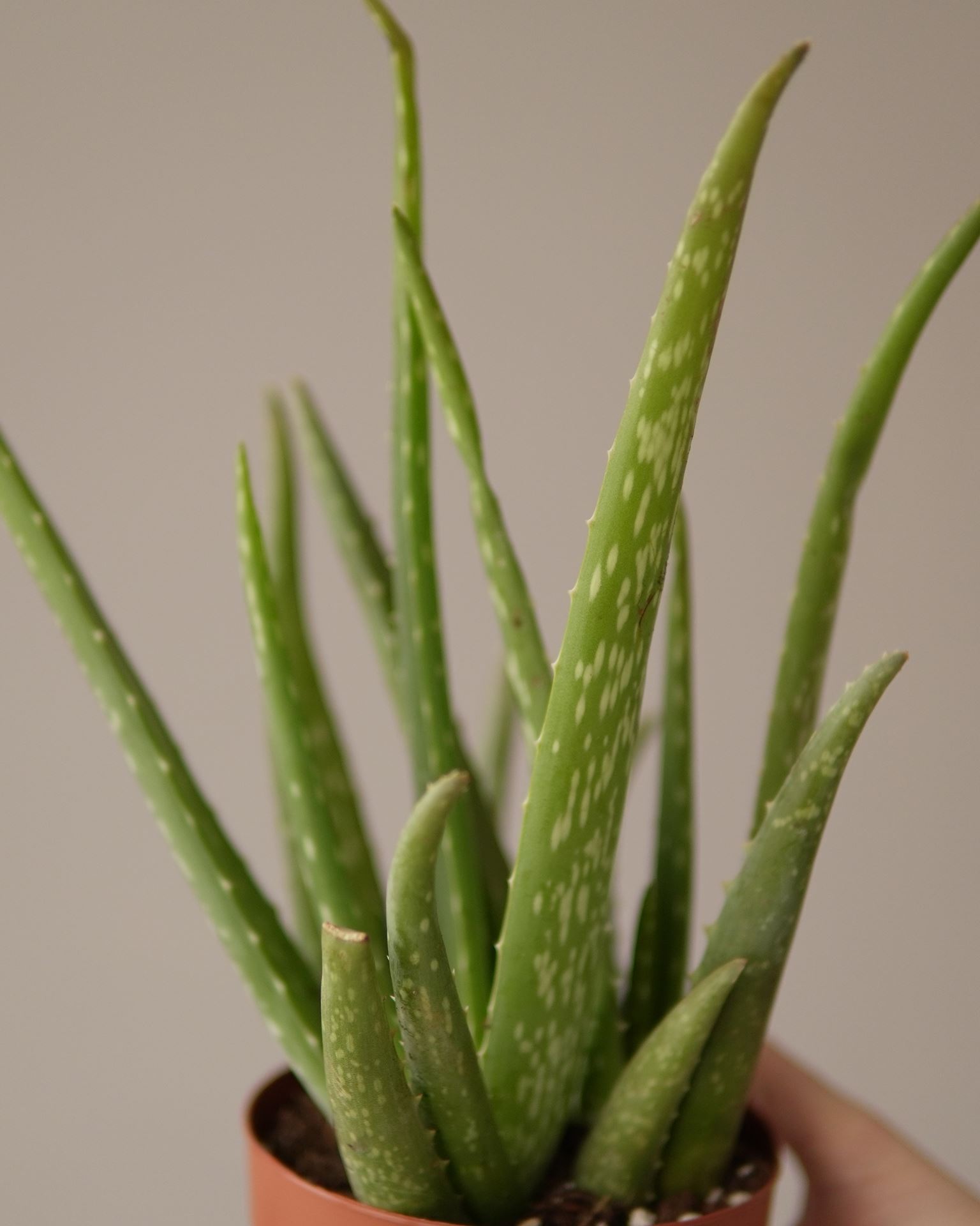 Aloe Vera