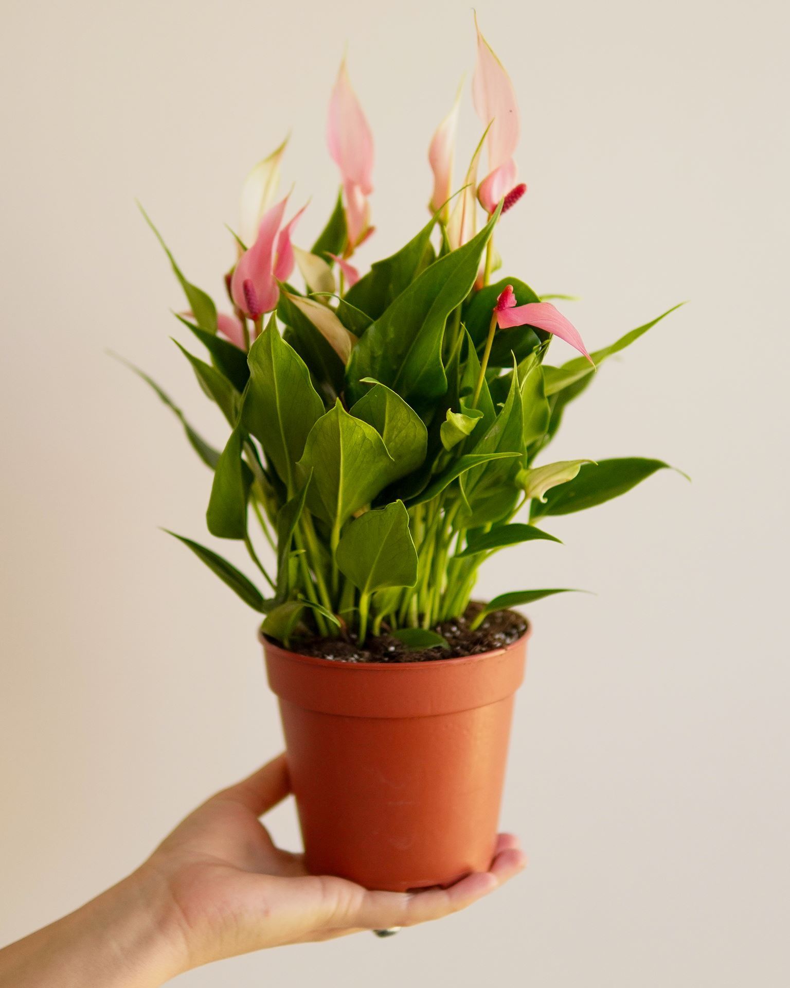 ANTHURIUM LILLI