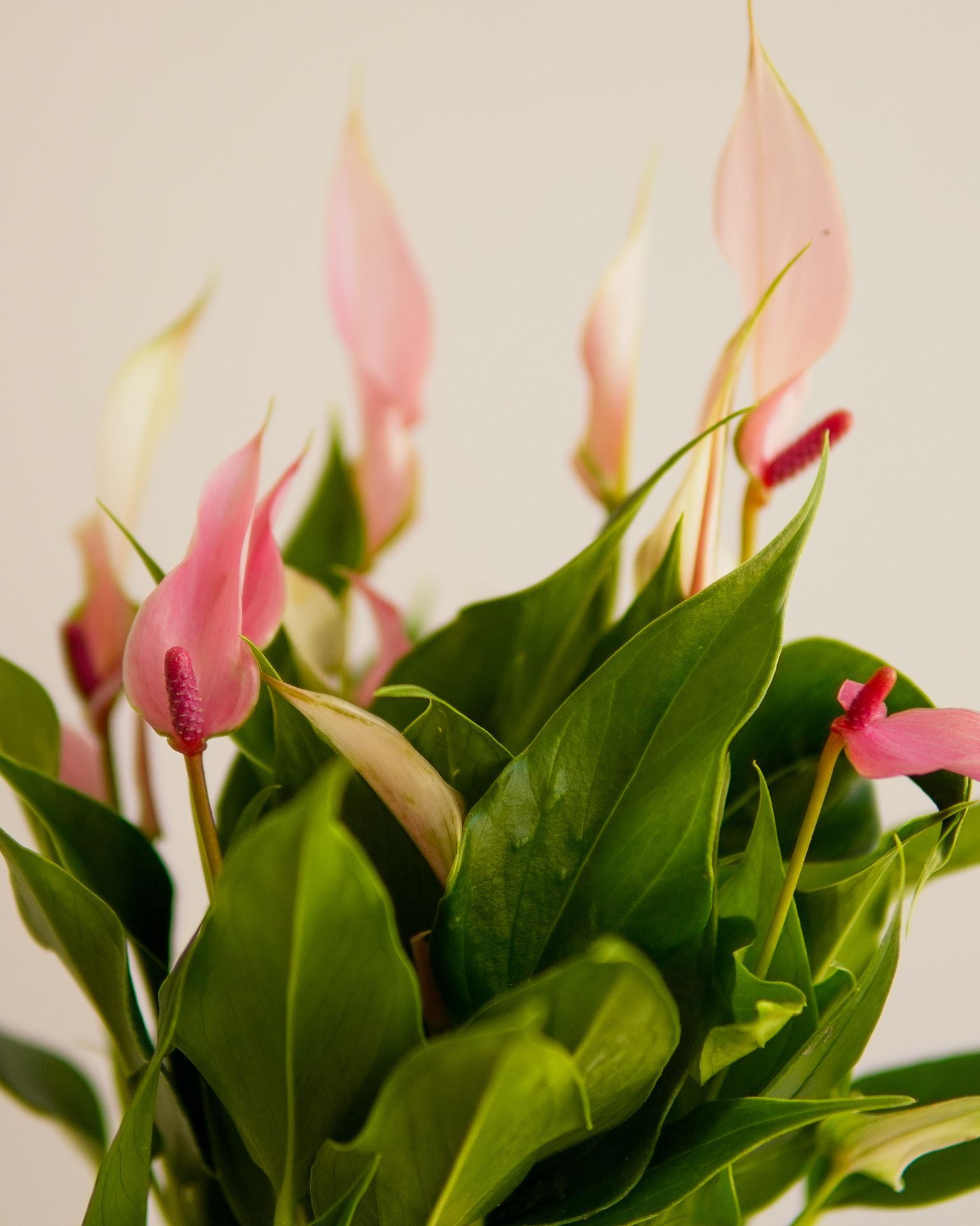 ANTHURIUM LILLI