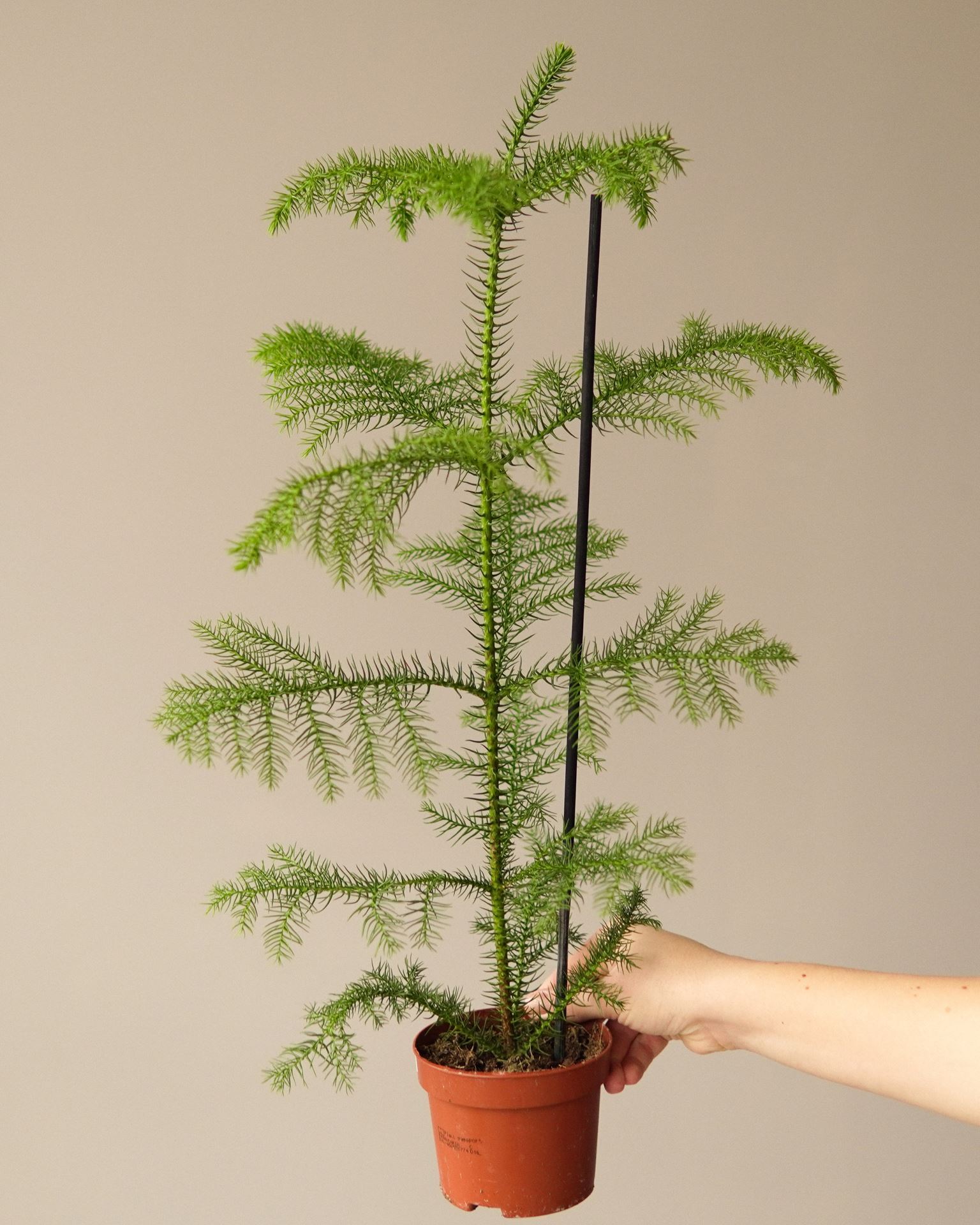 ARAUCARIA Heterophyl