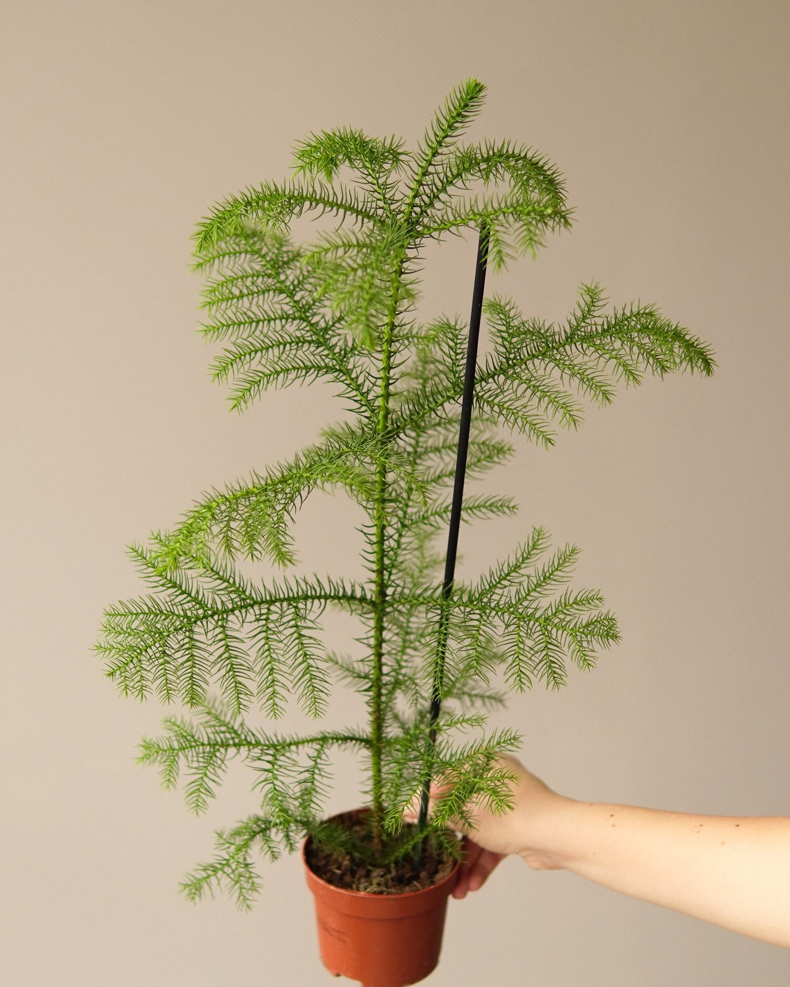 ARAUCARIA Heterophyl
