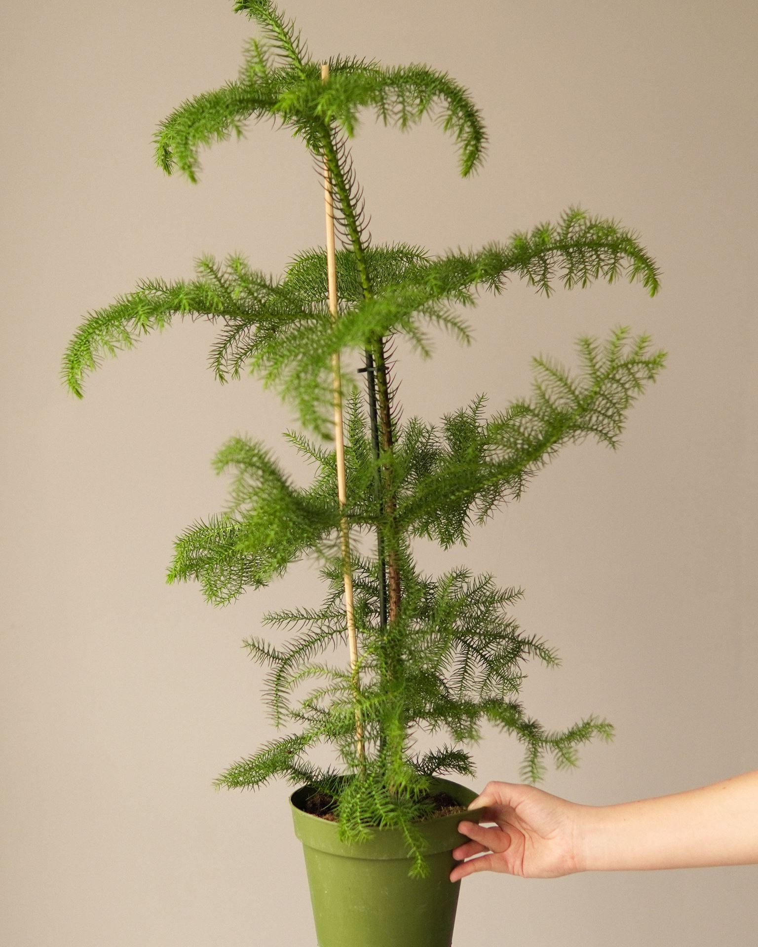 ARACUARIA Heterophyl