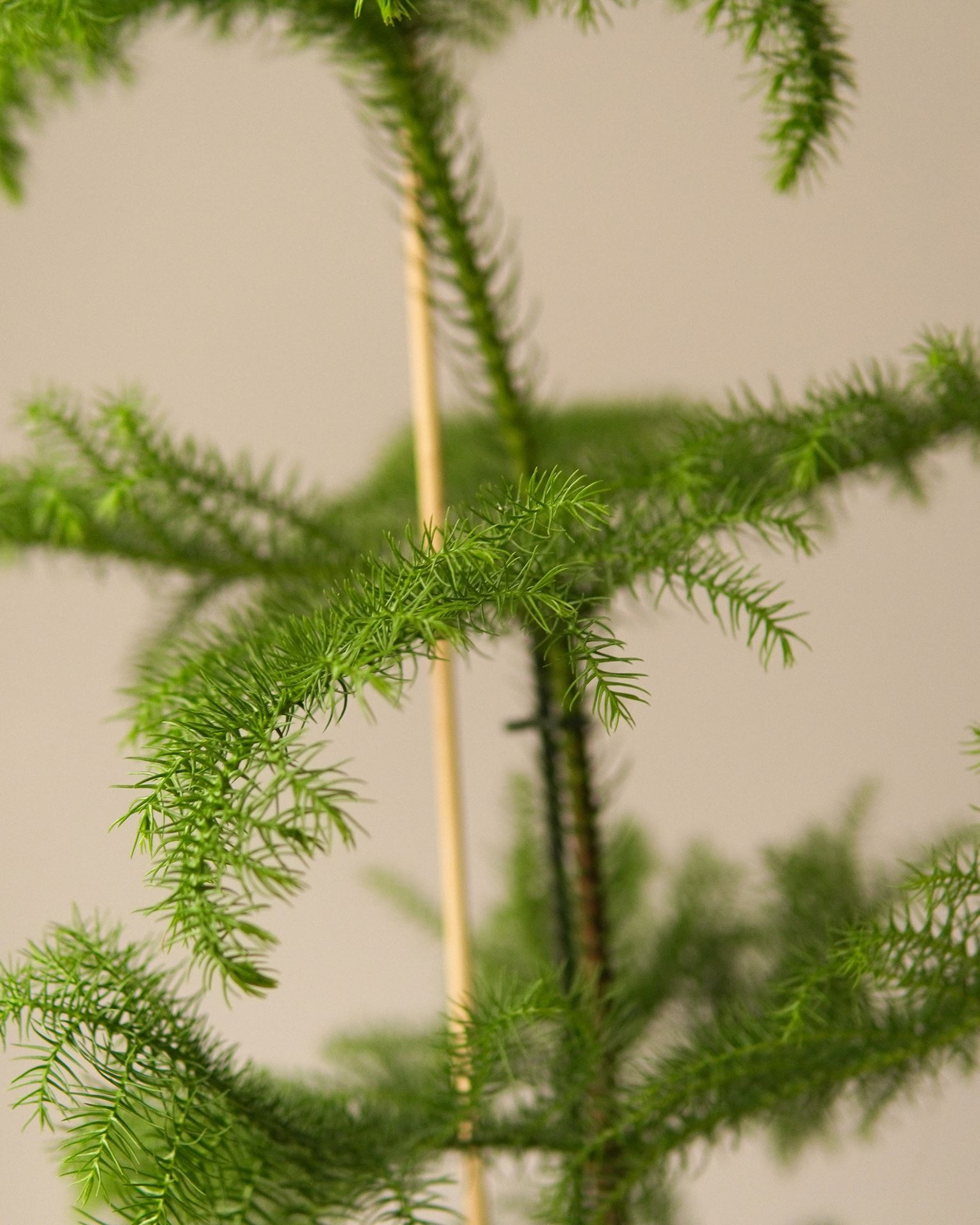 ARACUARIA Heterophyl