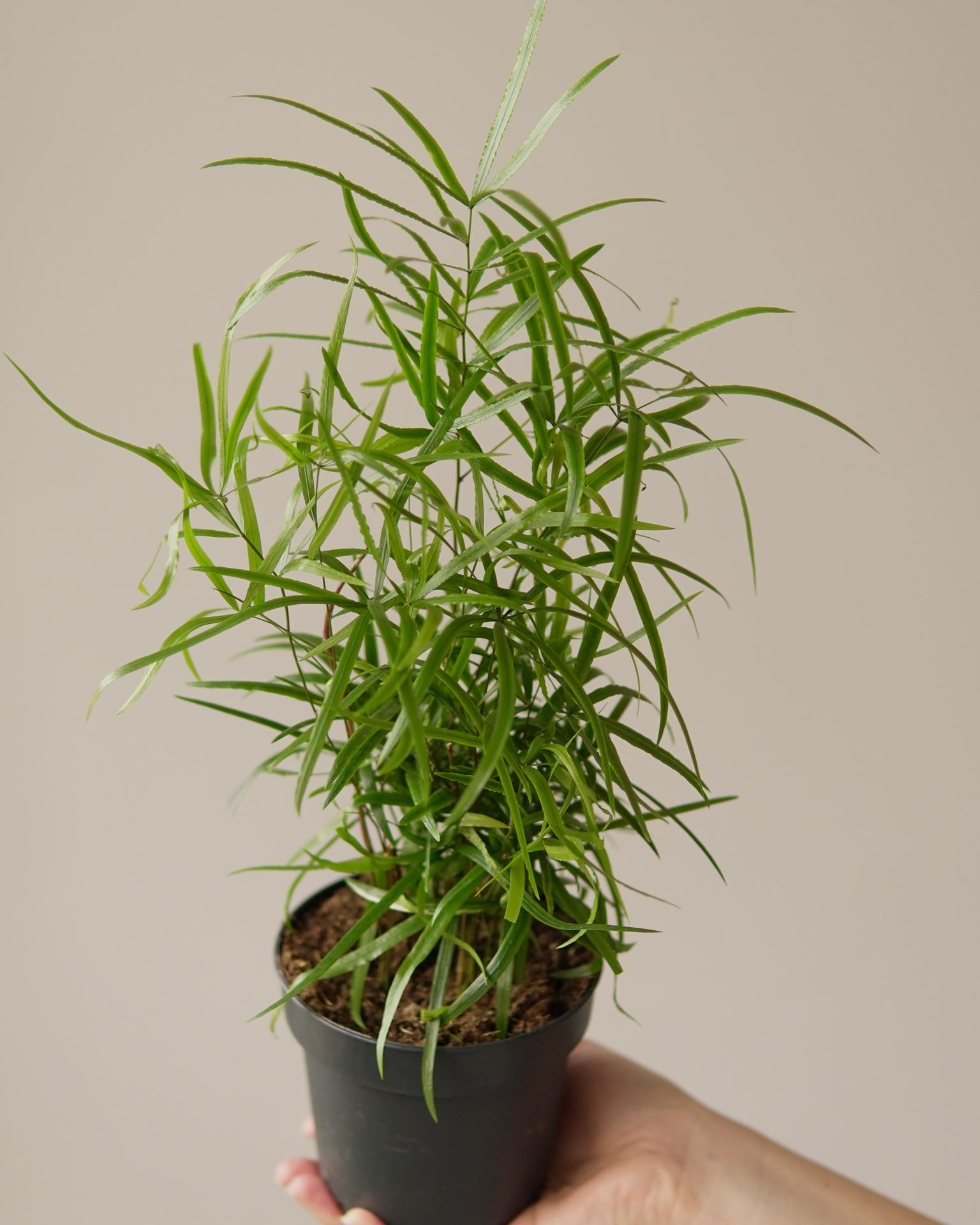 ASPARAGUS FALCATUS